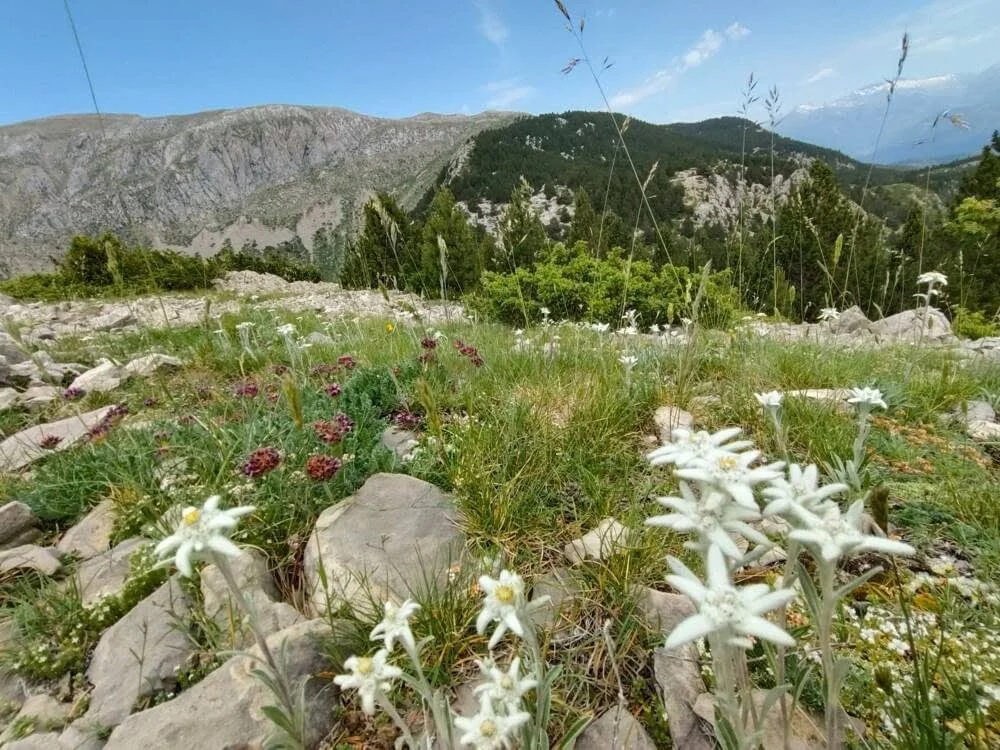 Edelweiss o flor de las nieves