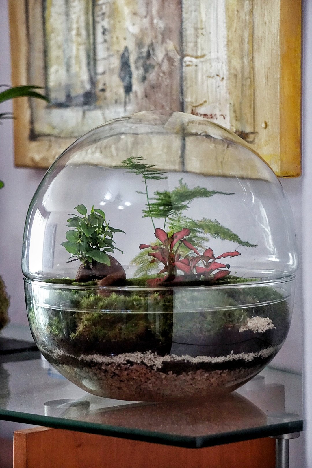 6.-TERRARIO-ESFERA-DE-28.jpeg