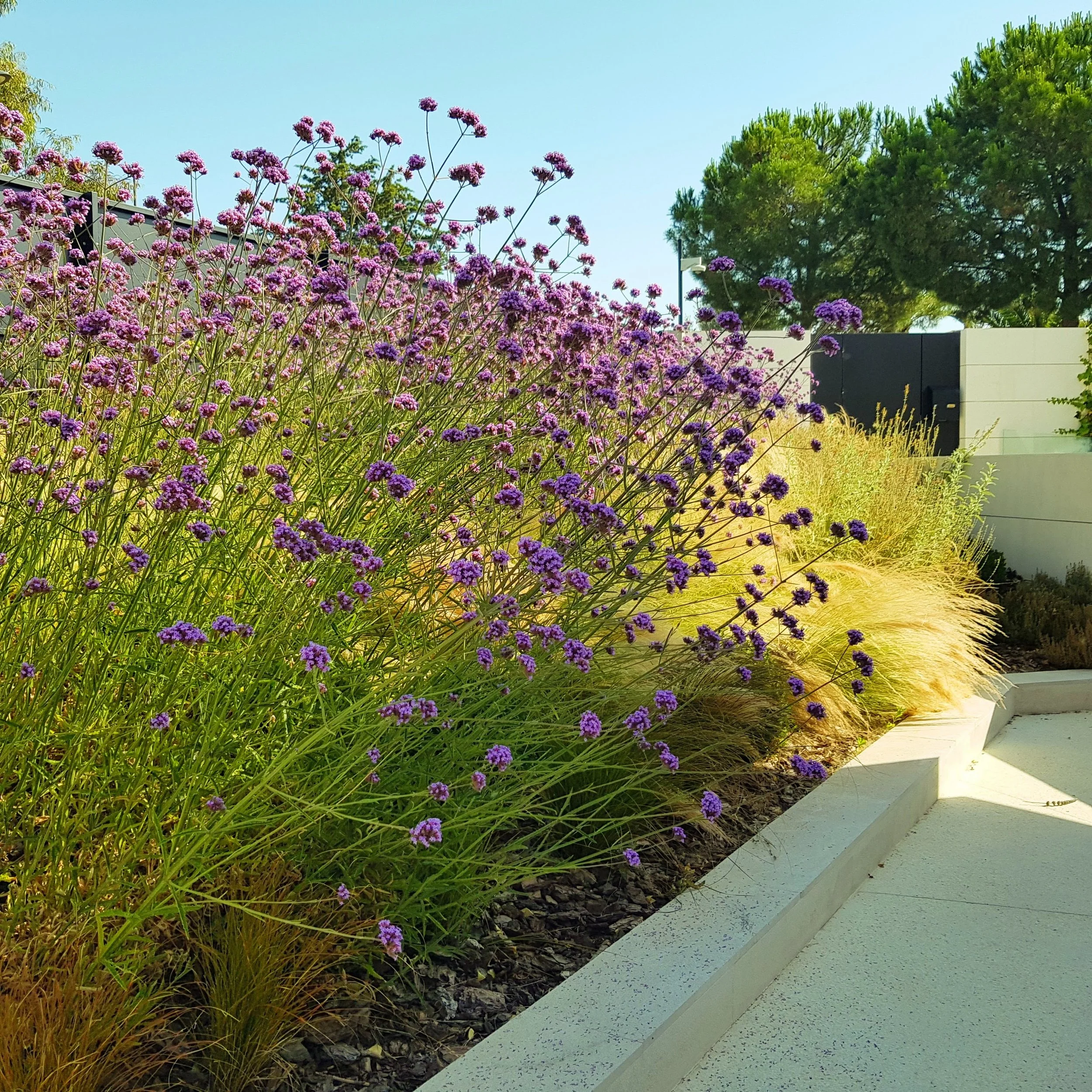Jardín con plantas de flores moradas y pasto ornamental junto a un sendero pavimentado, con árboles verdes y un muro en el fondo.