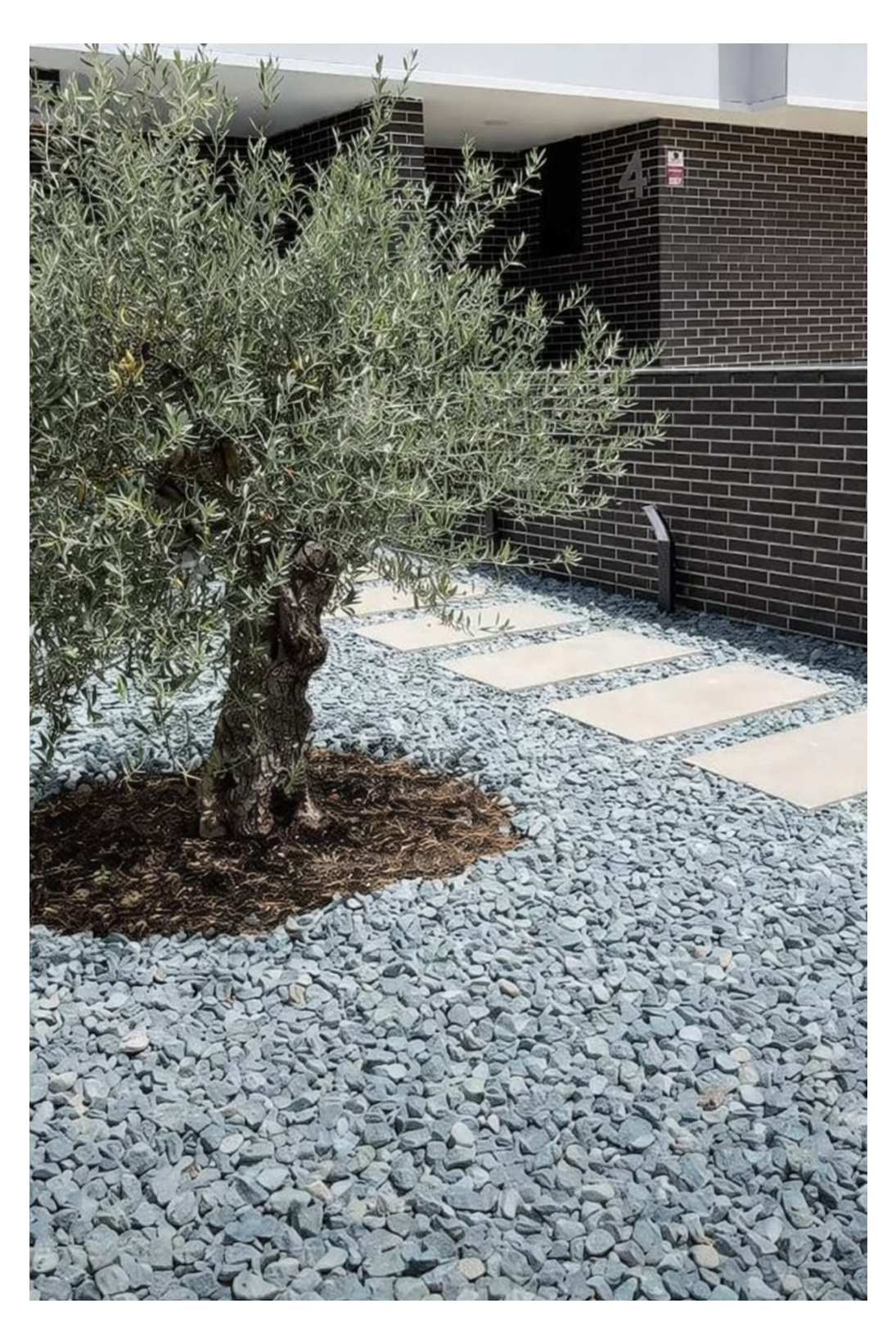 Olive+tree+in+garden+setting.png