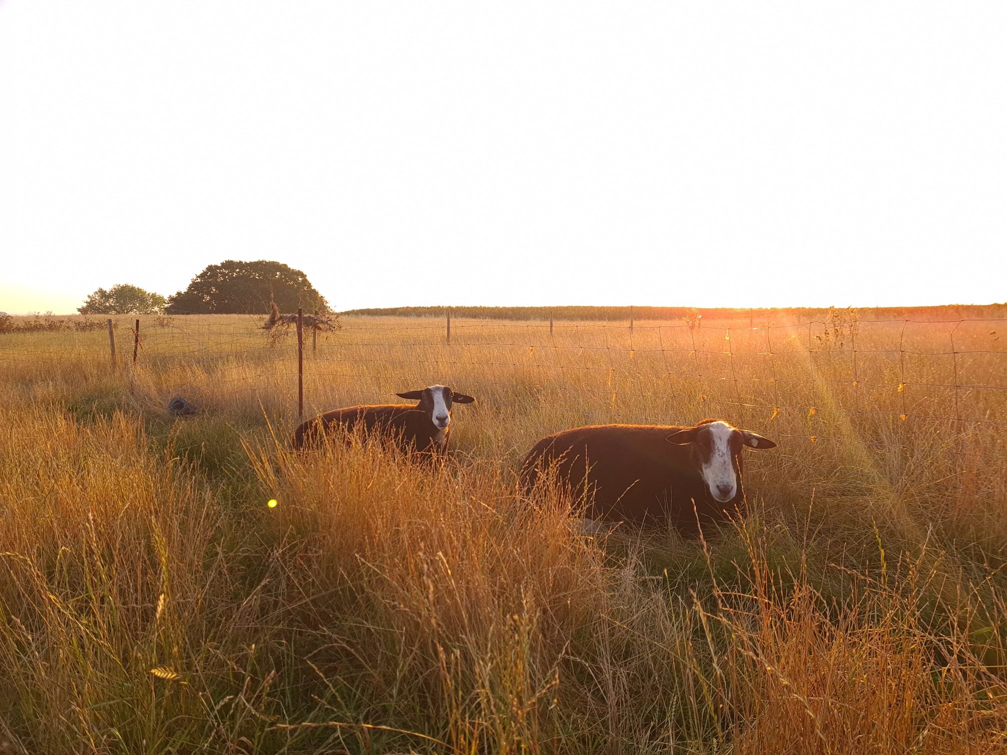 schafe auf der weide.JPG