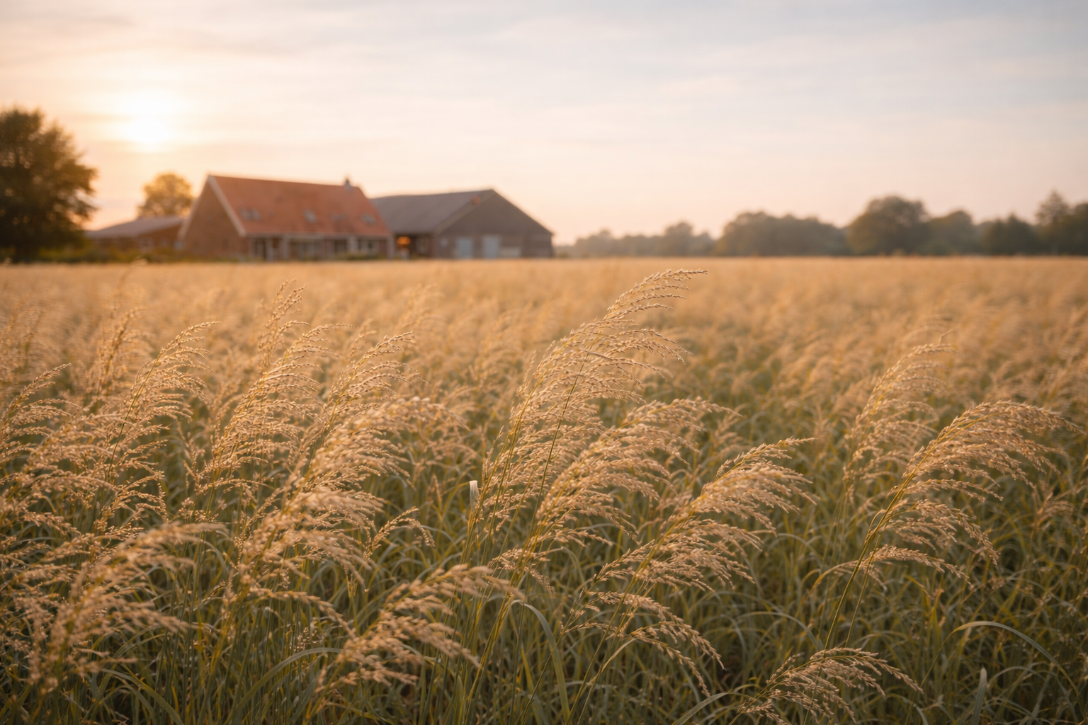 A field of tall grass with a farmhouse in the background under a setting or rising sun, with a cloudy sky.