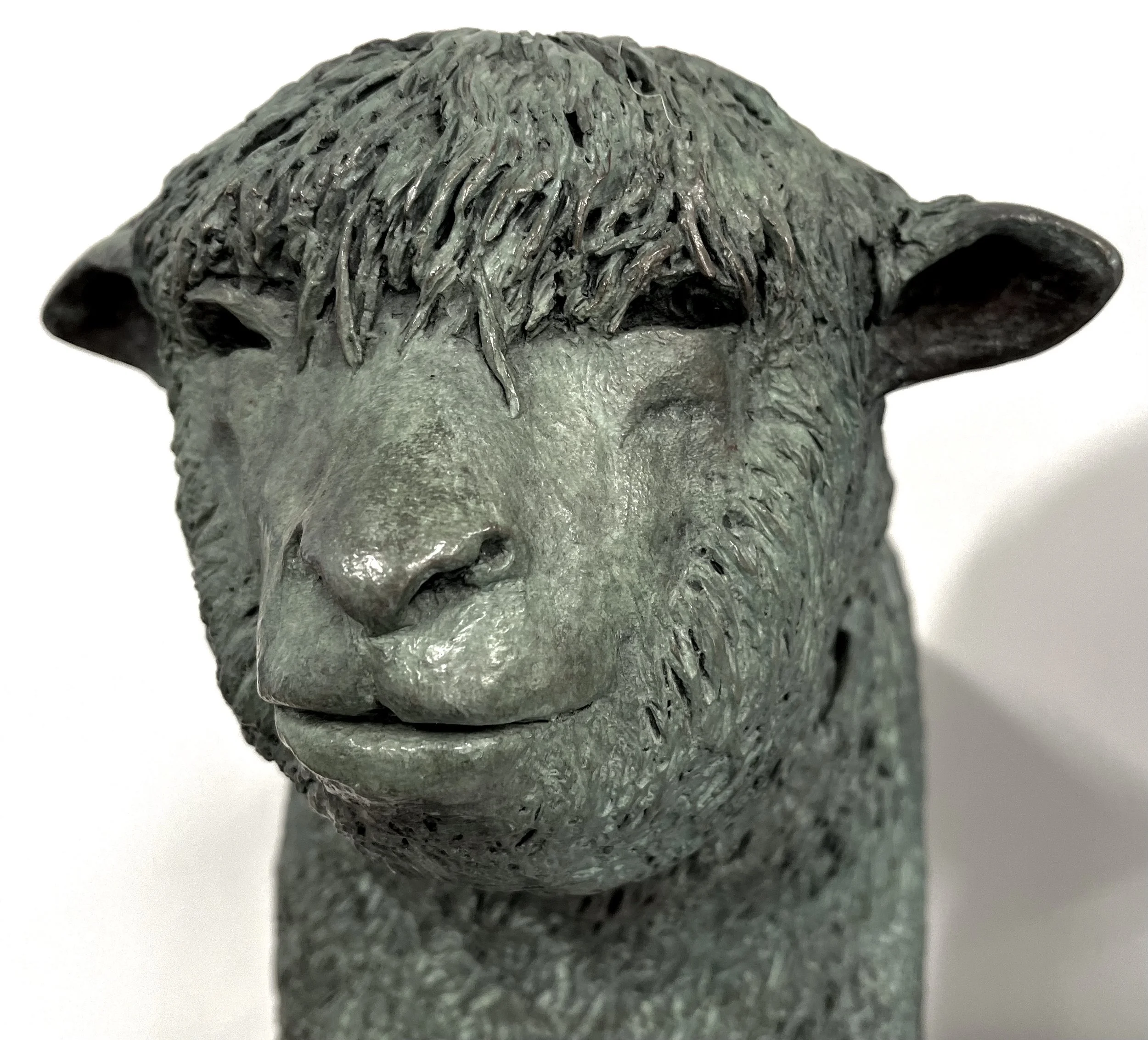 Bronze Poll Dorset sheep at 1/3 life size
