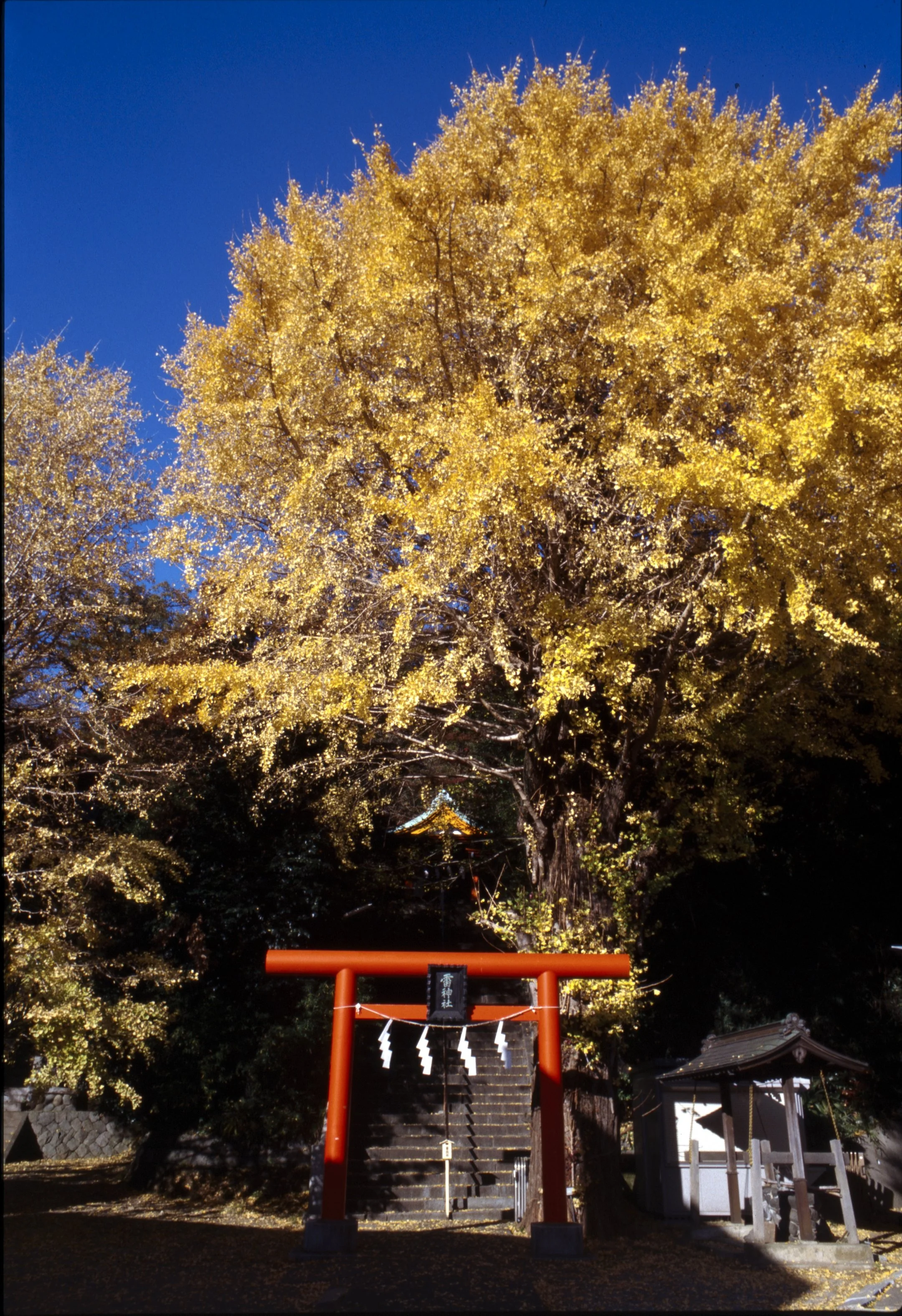 December 2024
Kodak Ektachrome 100
Nikon F2