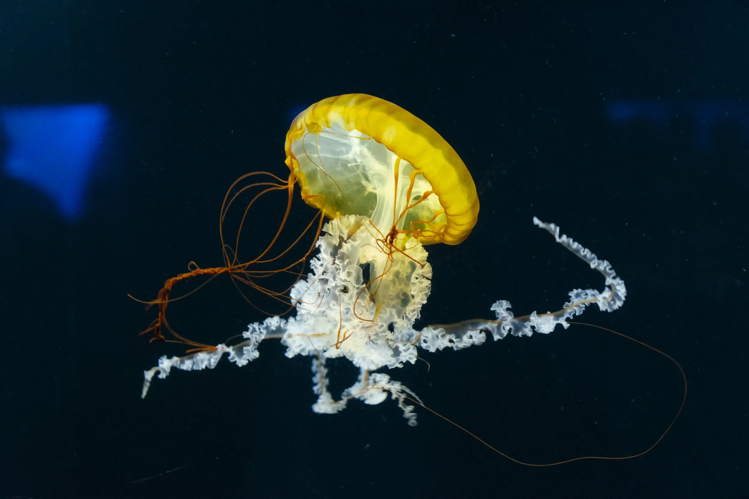 Yokohama Hakkeijima Sea Paradise