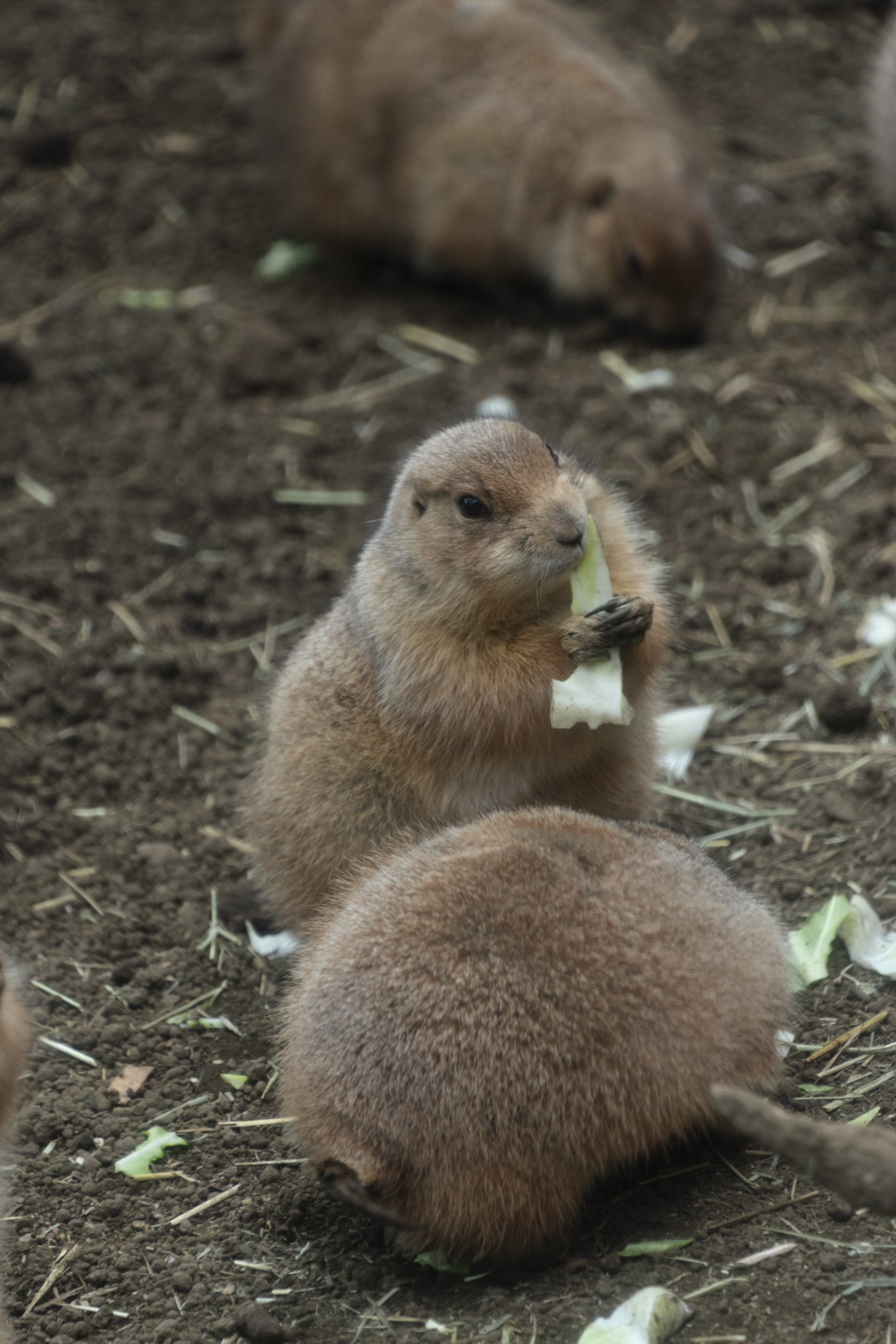 Yokohama Hakkeijima Sea Paradise