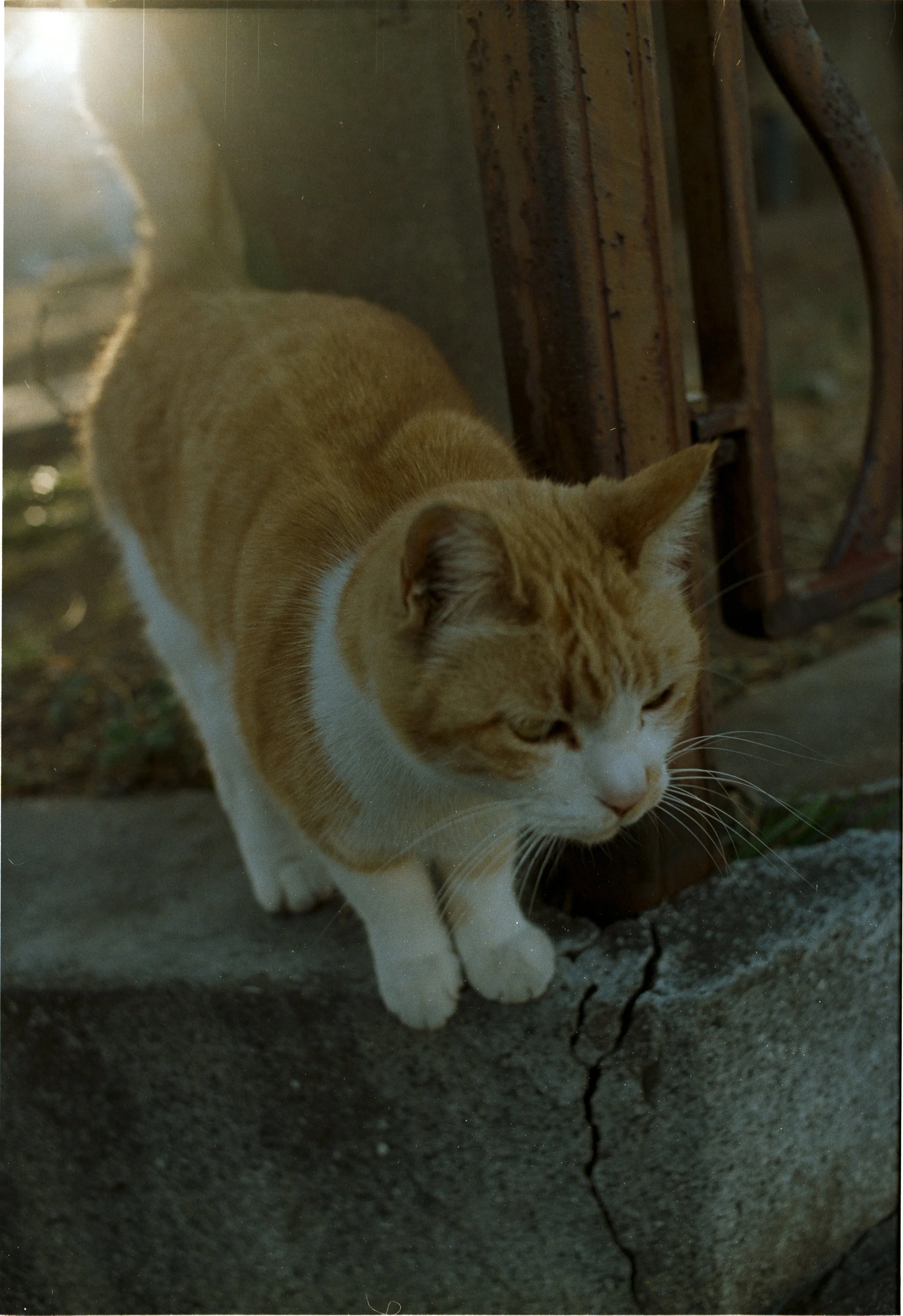 March 2025
Kodak Ultramax 400
Nikon FM3A