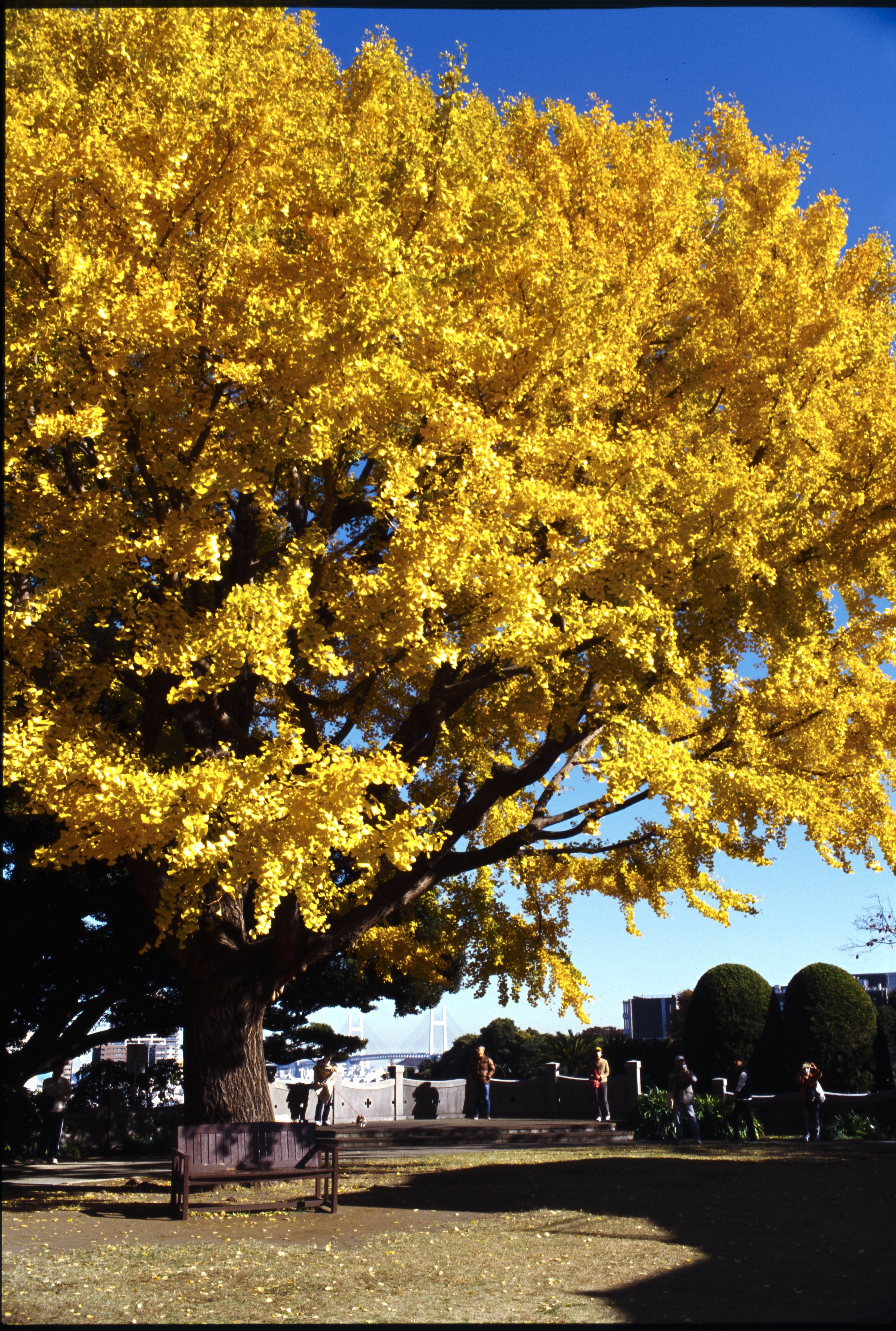 December 2024
Kodak Ektachrome 100
Nikon F2