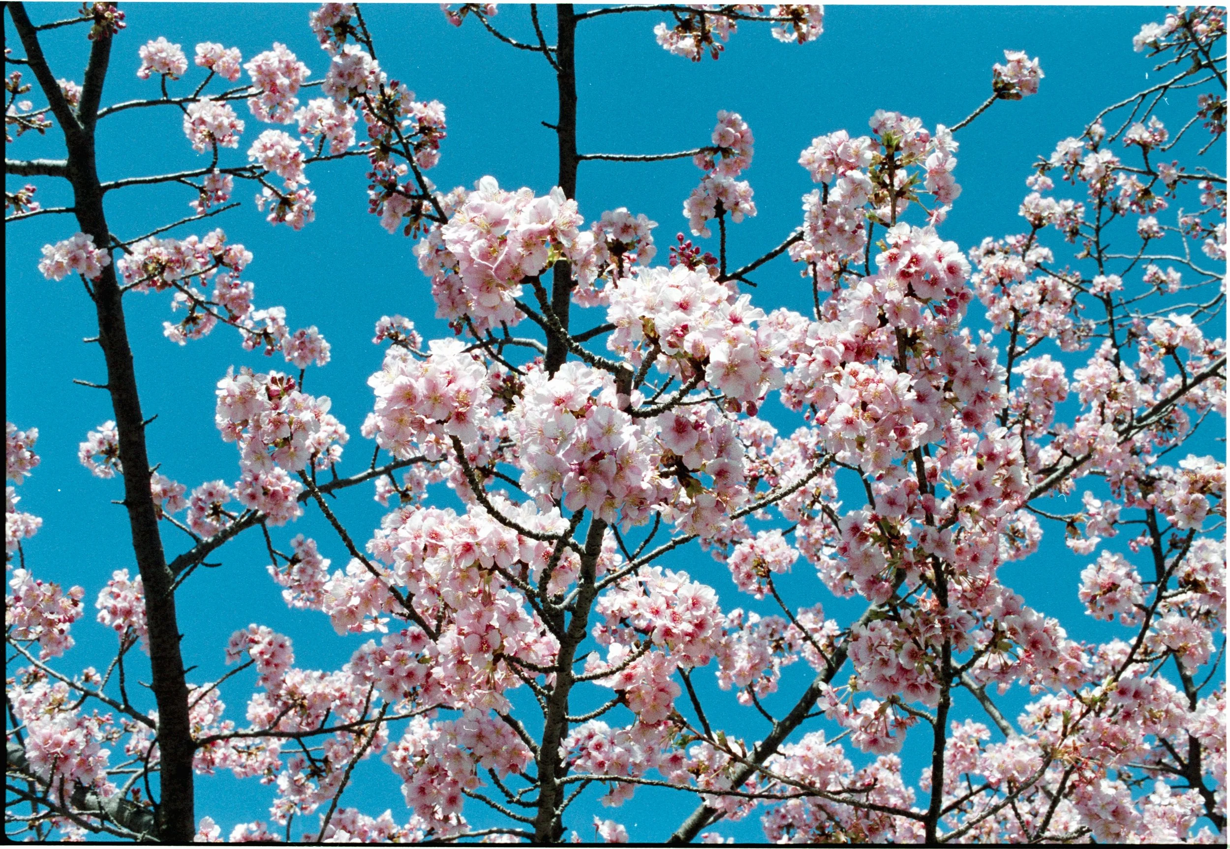 February 2026
Fujifilm Superia Premium 400
Nikon F2