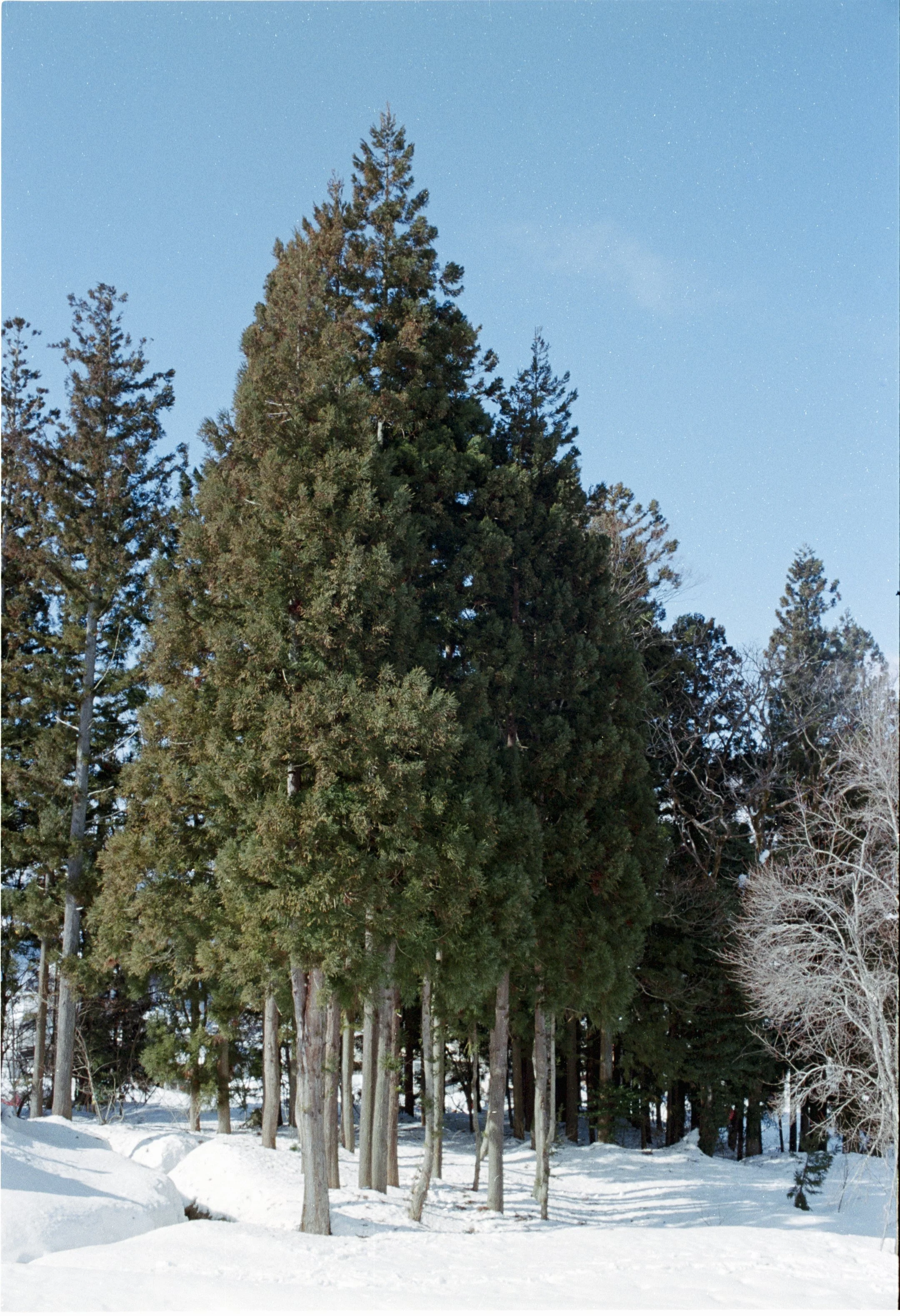 January 2025
Kodak Ultramax 400
Nikon FM3A