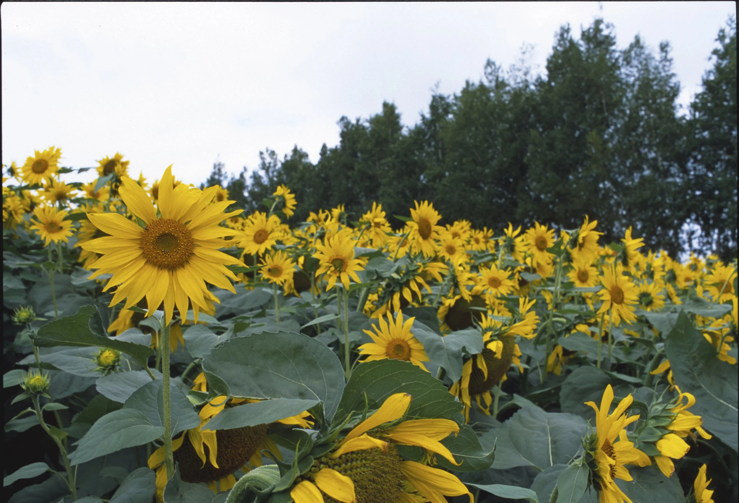 August 2025
Fujifilm Provia 100
Nikon F2