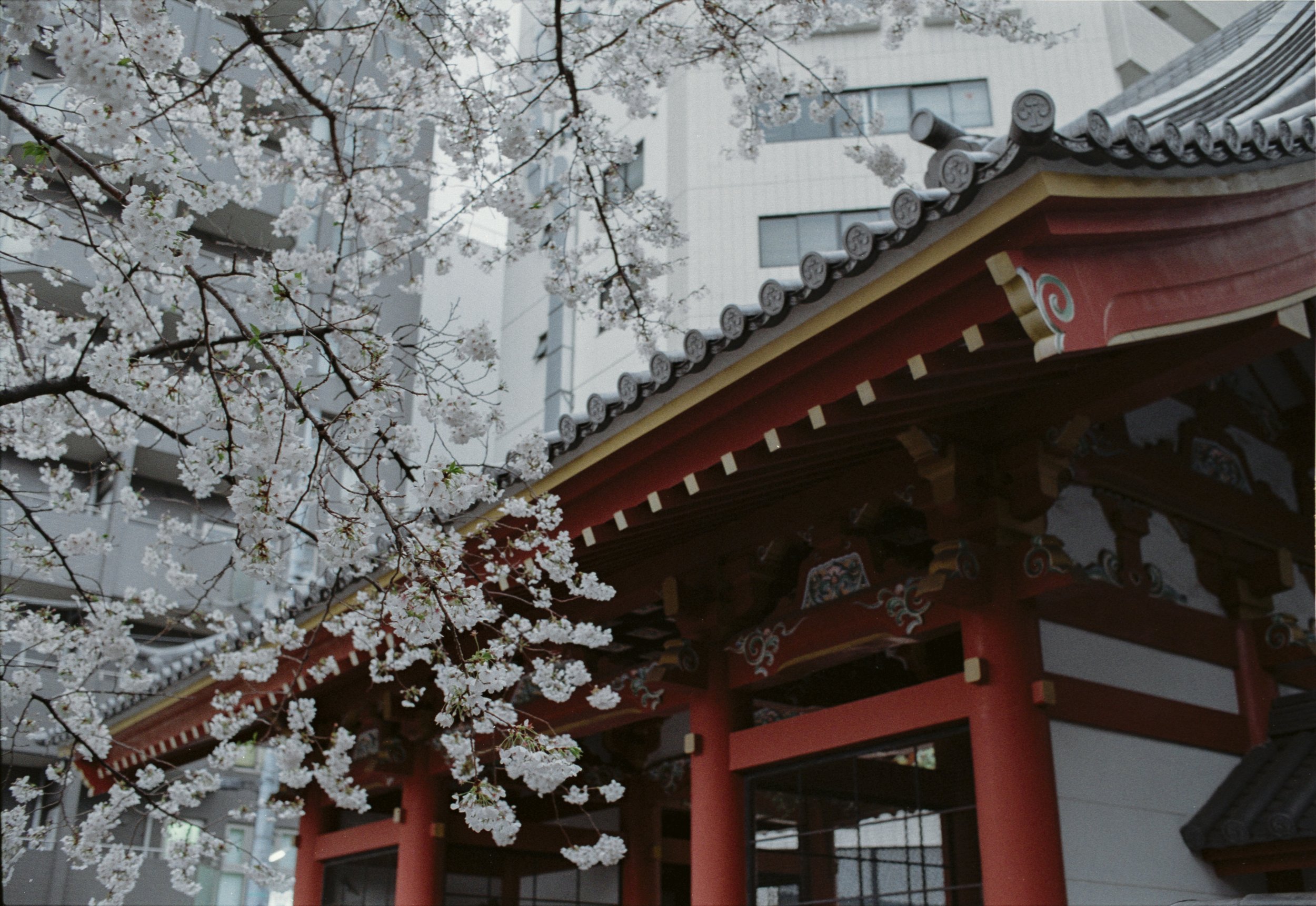 March 2025
Kodak Colorplus 200
Nikon F3