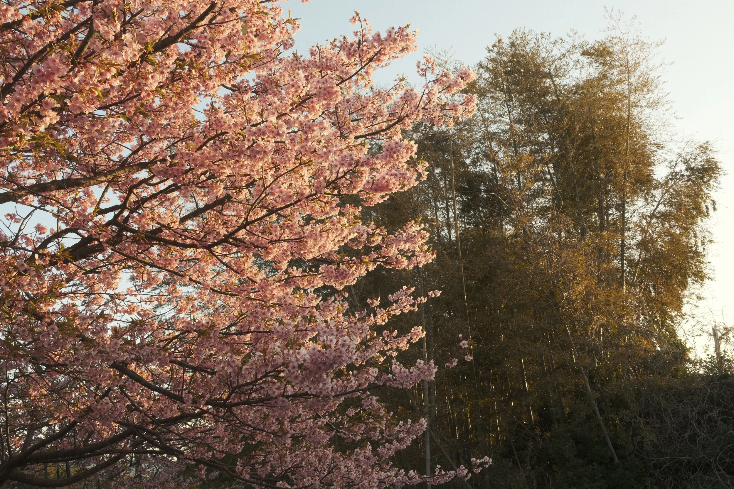 February 2026

Fujifilm X-T5

XF 16-50mm F2.8-4.8 R LM WR