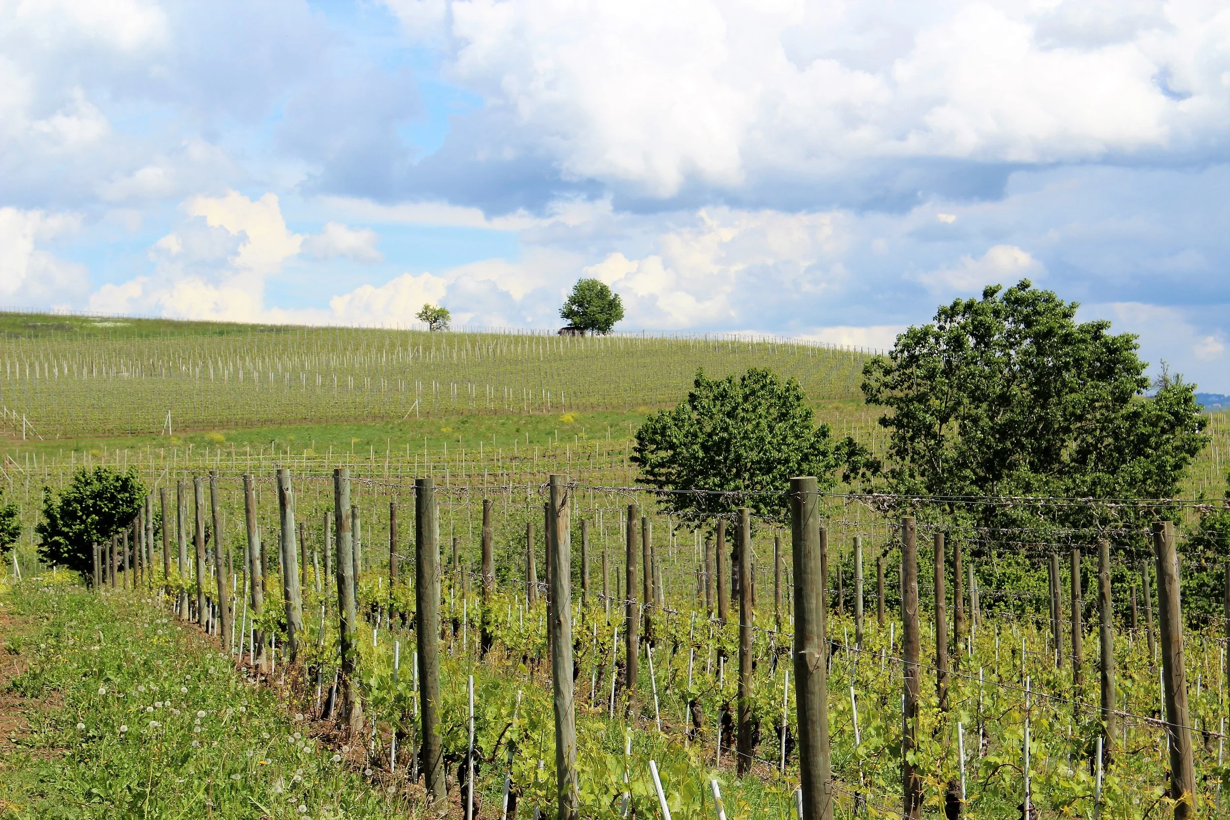 The Names on the Vineyards