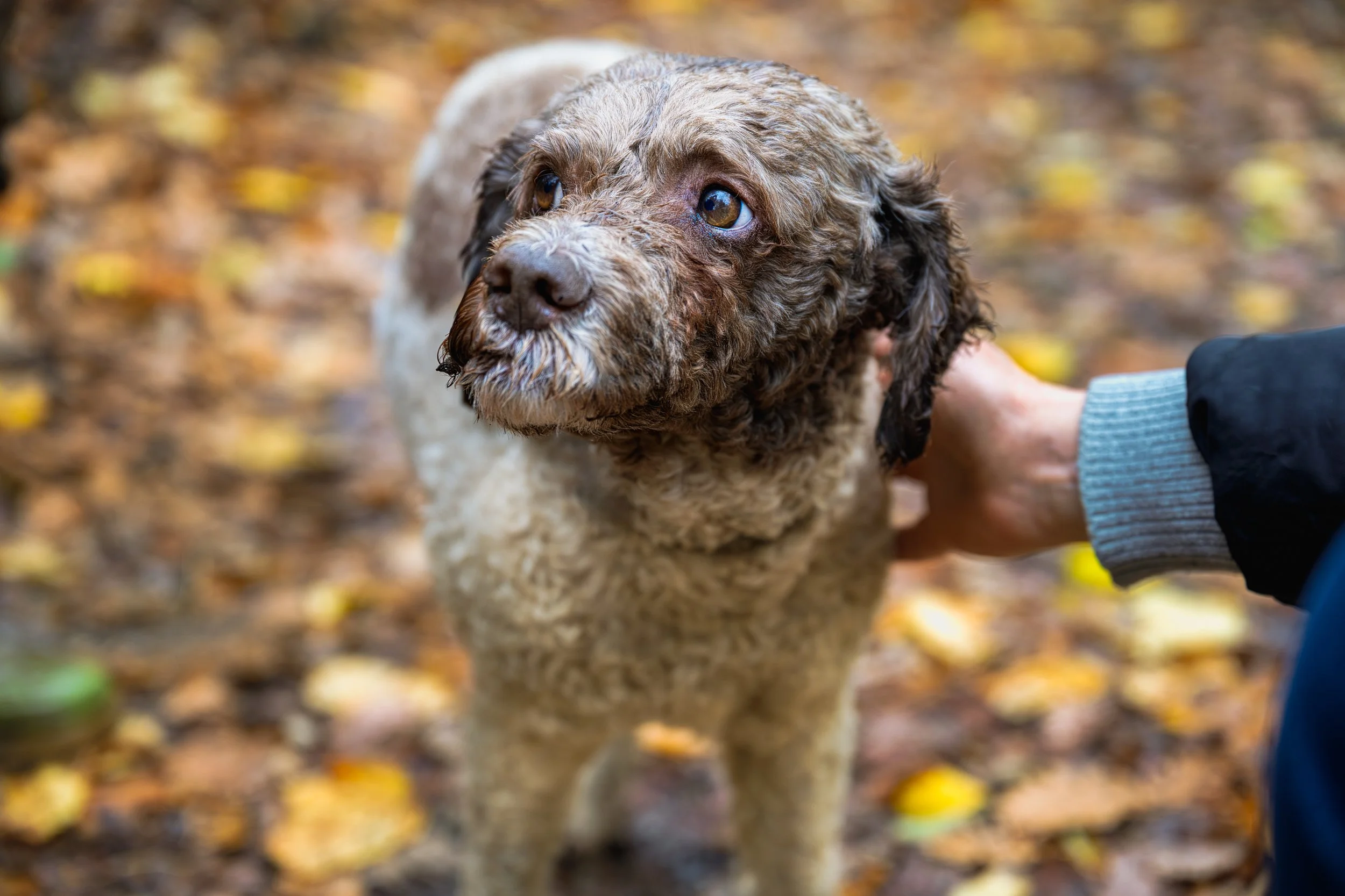 The Dog in the Woods