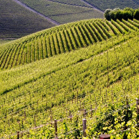 One Hill, One Family, One Hundred Years