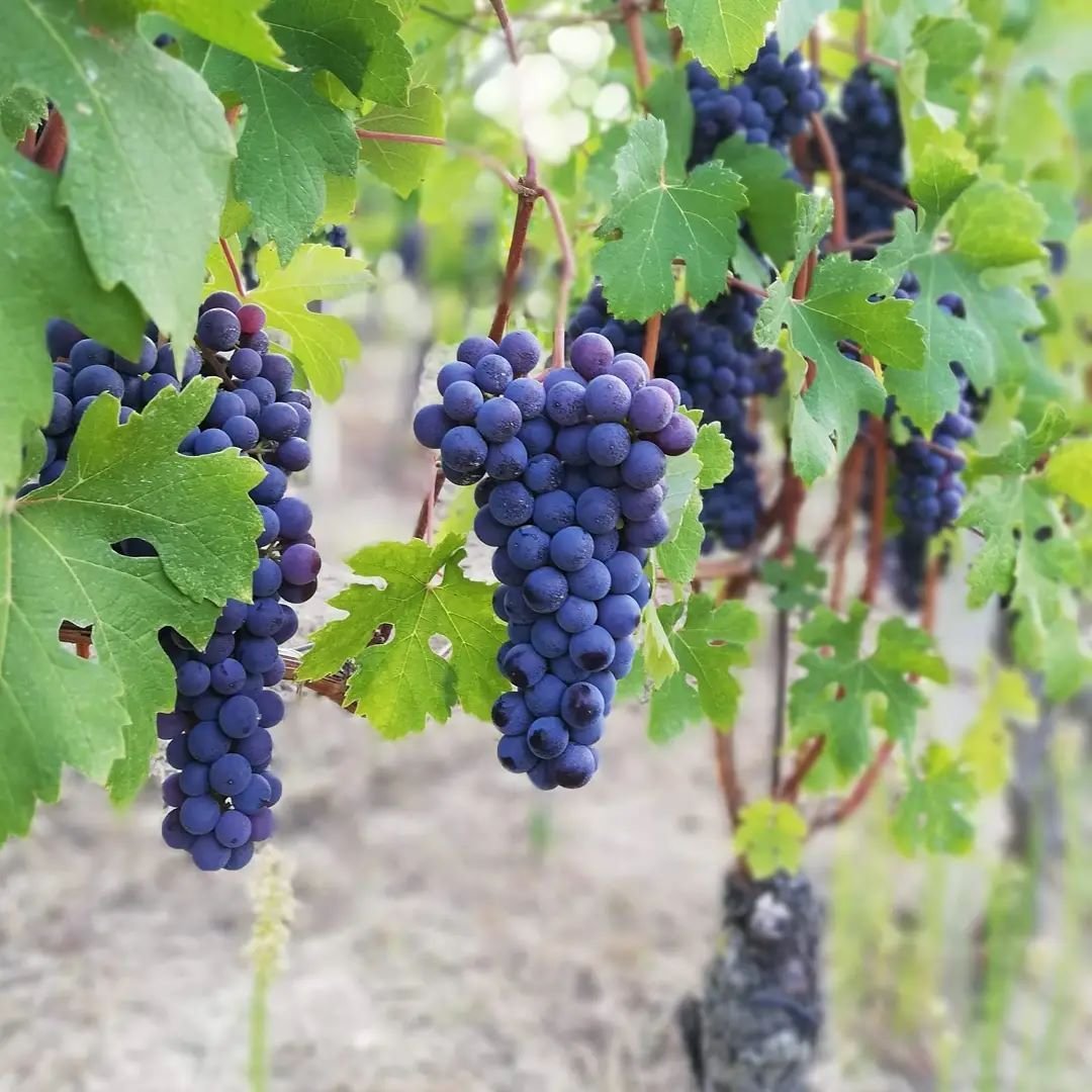 The Vine Nobody Could Name