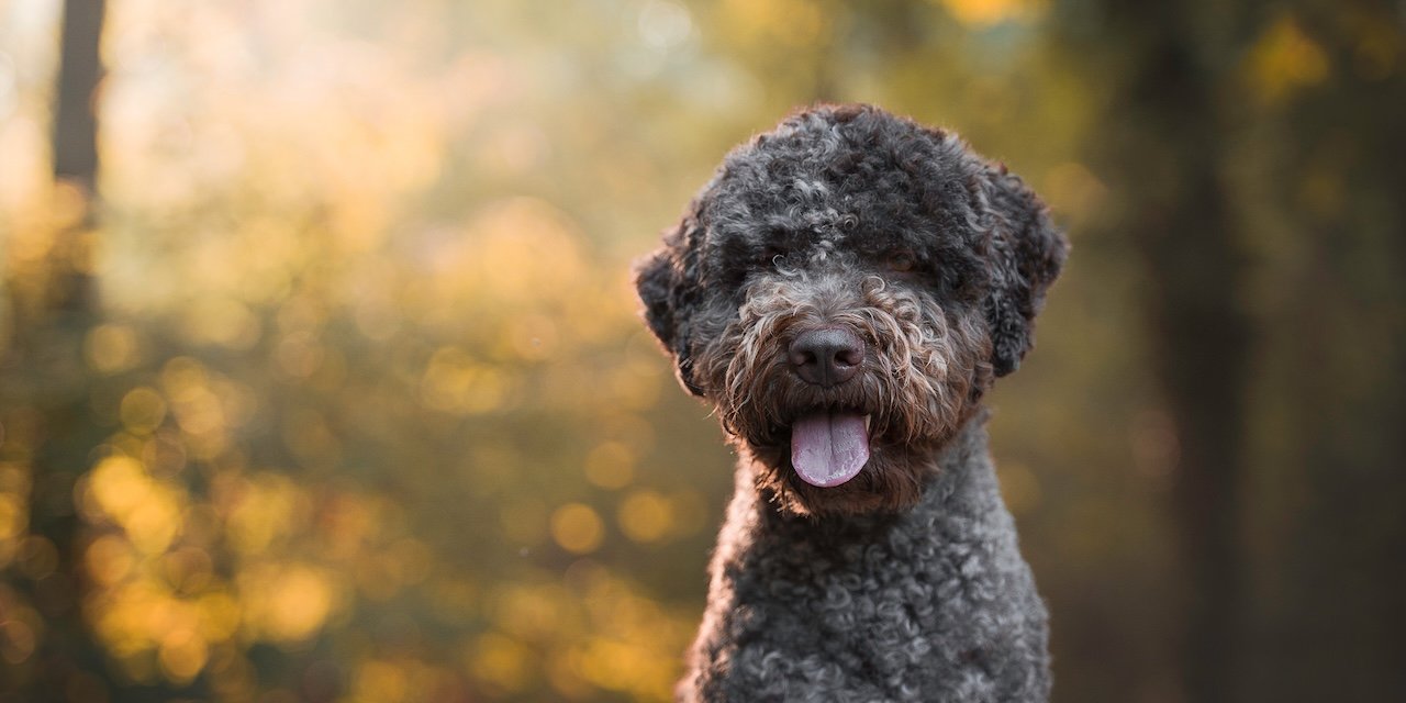 The Dog in the Woods