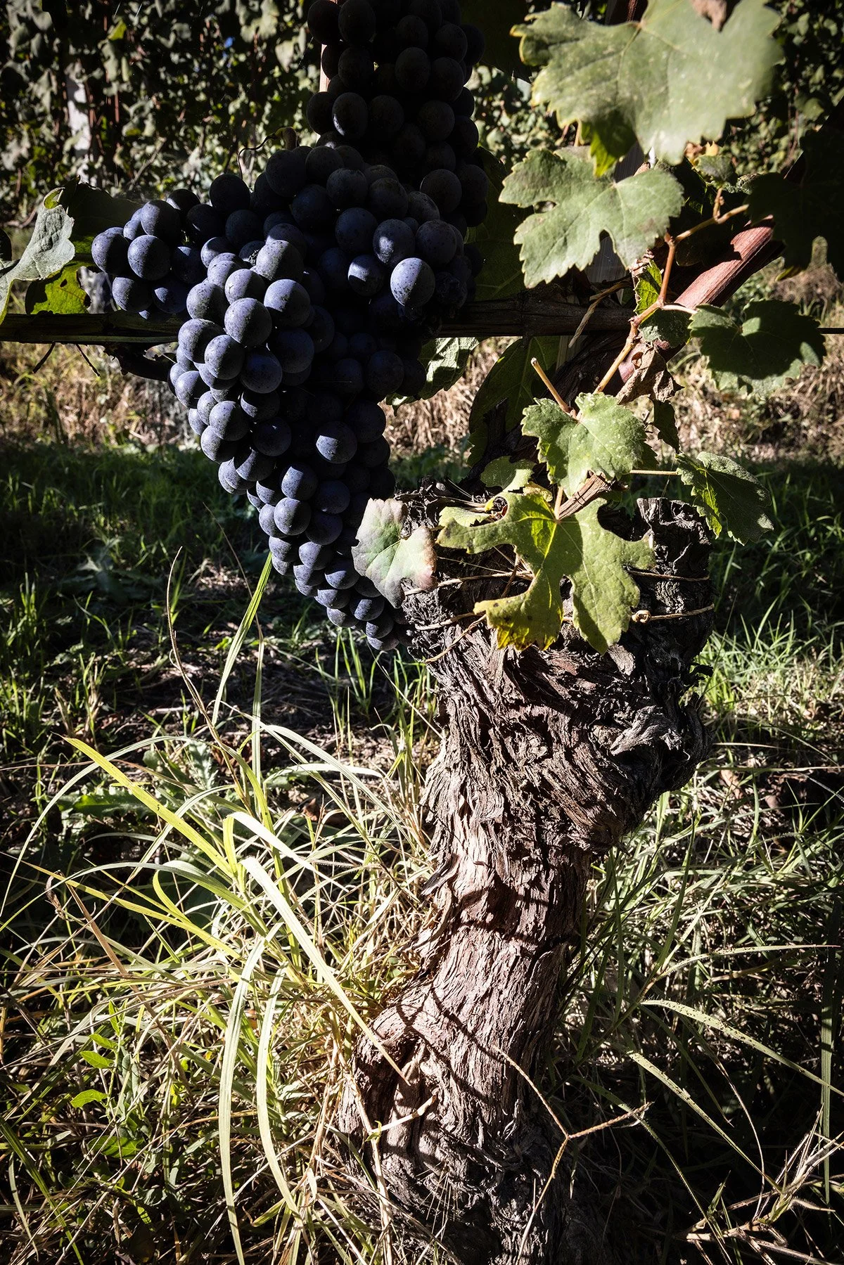 The Uncle Who Replaces One Vine at a Time