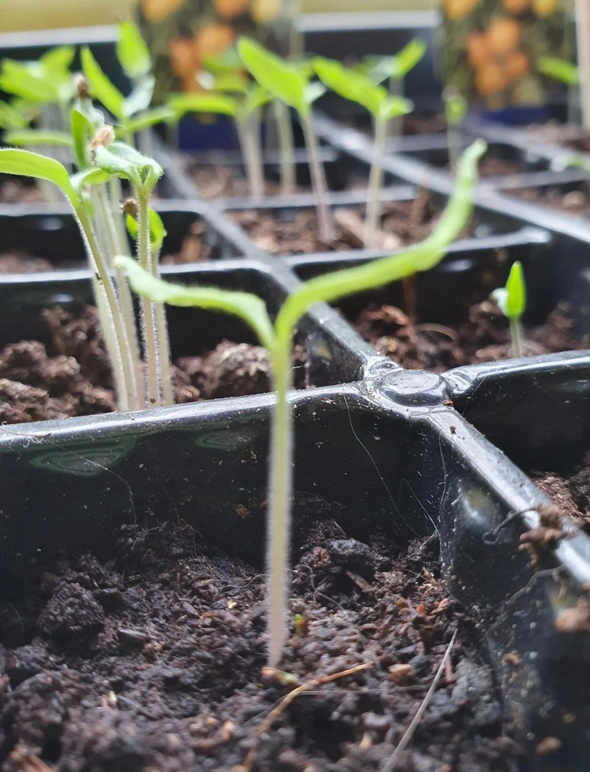 Spring Yoga Mini Retreat