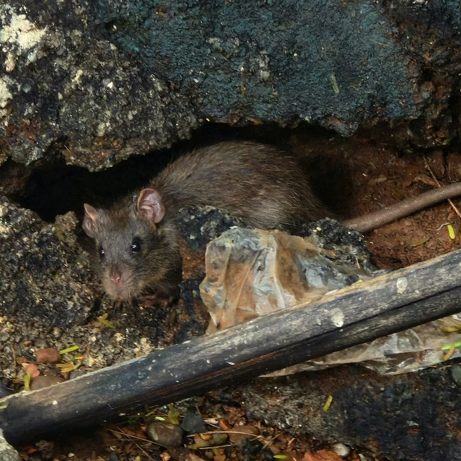 How to get rid of rats in your home? Ratman Pest and Termite Control provides the best service, with the best value and best reviews.