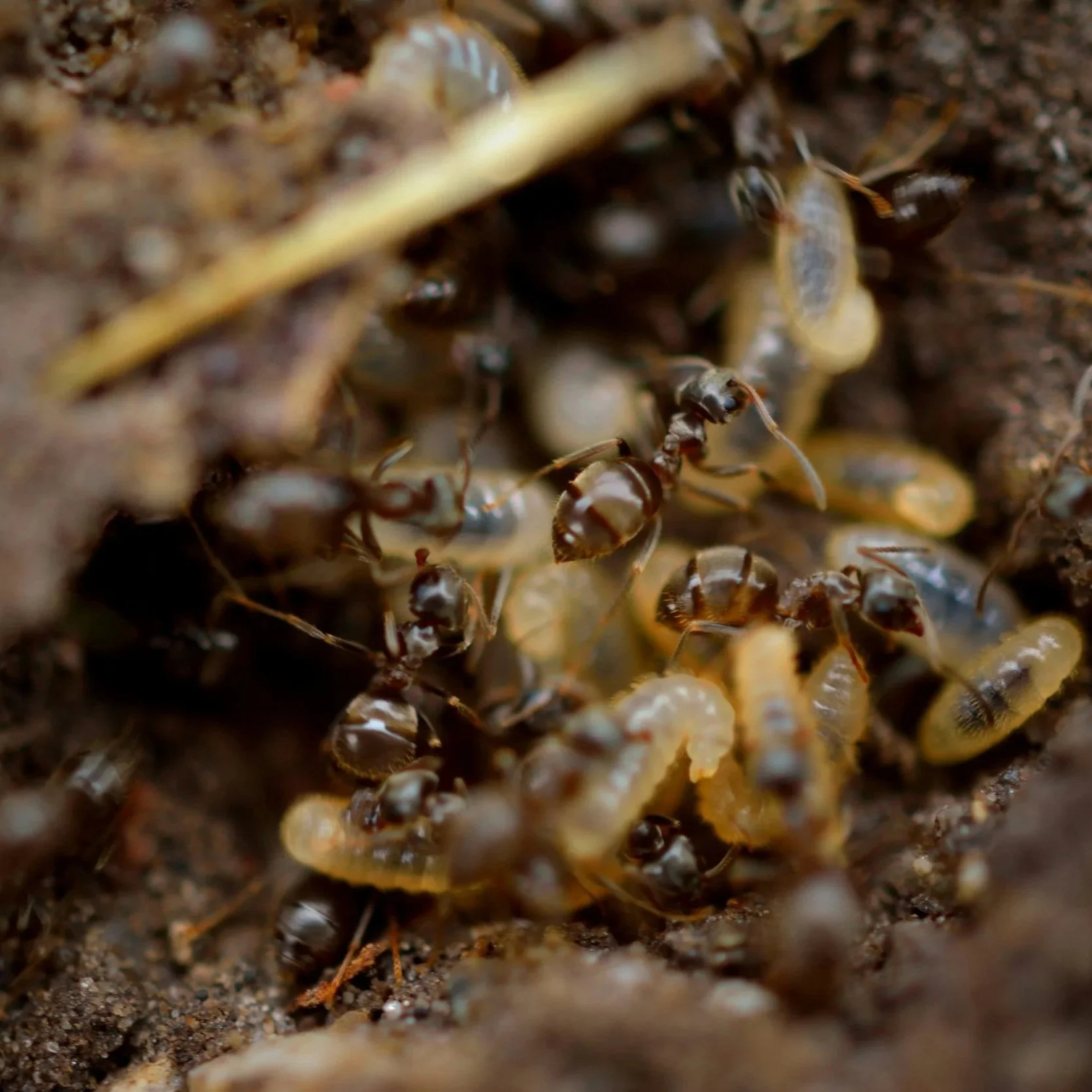 Close-up of a colony of ants on soil surface with some ant larvae or pupae.