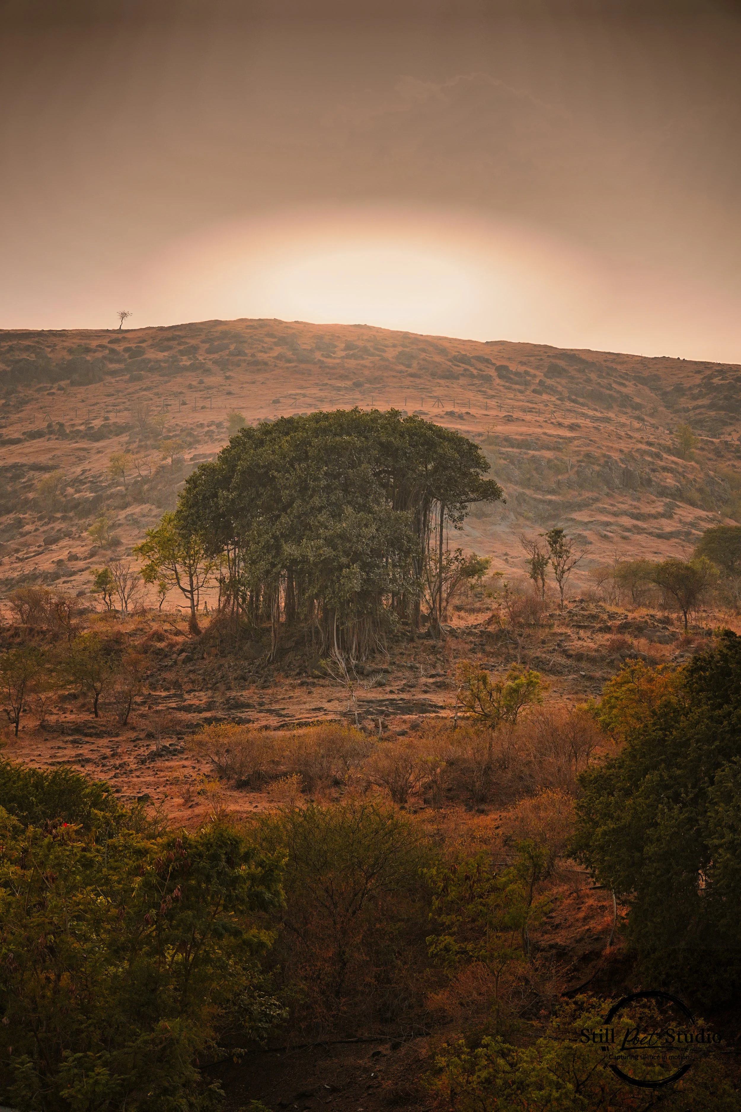 A landscape view of a dry, hilly terrain with scattered trees and greenery, with a large tree in the center foreground, and a faint glow from the setting or rising sun at the horizon, under a hazy sky.