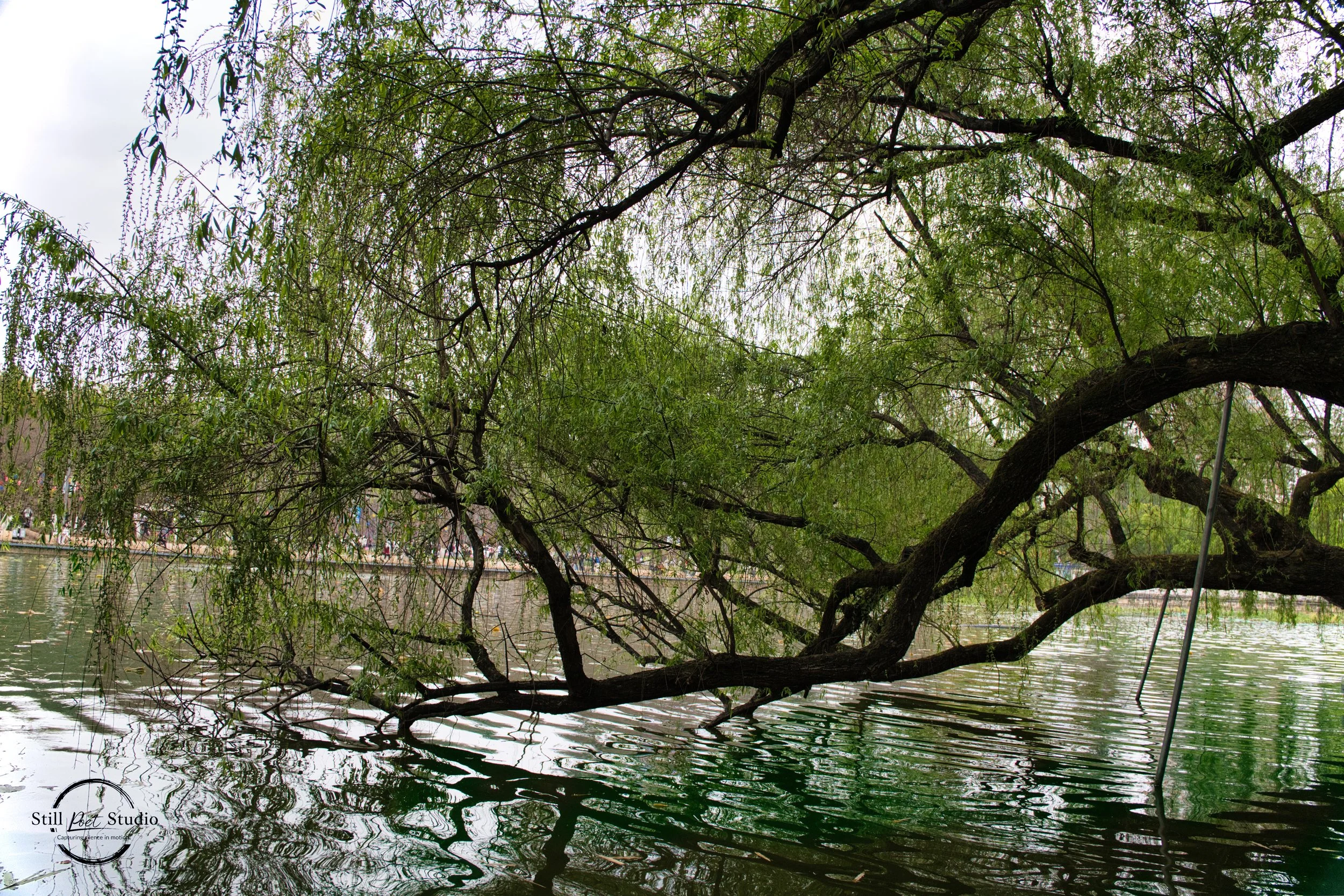 DSC00785.jpg