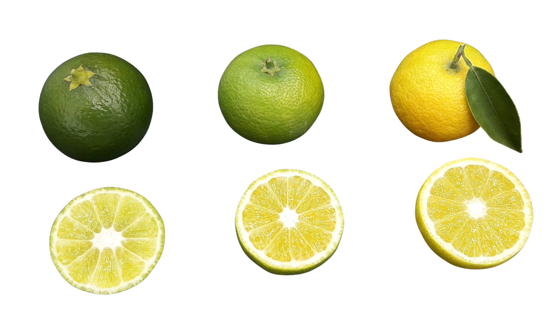 Sudachi_seedless-removebg(1).png
