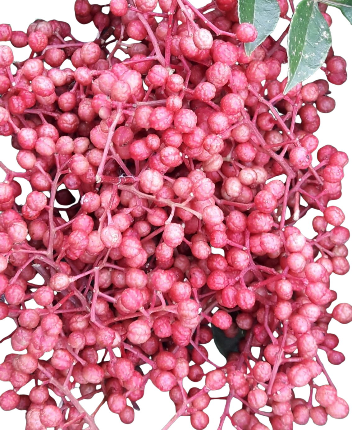 Fresh_Sichuan_pepper-removebg.png