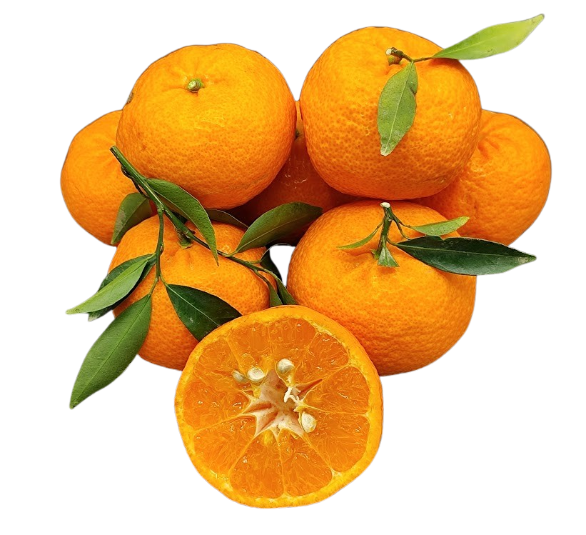 IMG_20260129_161455-removebg.png