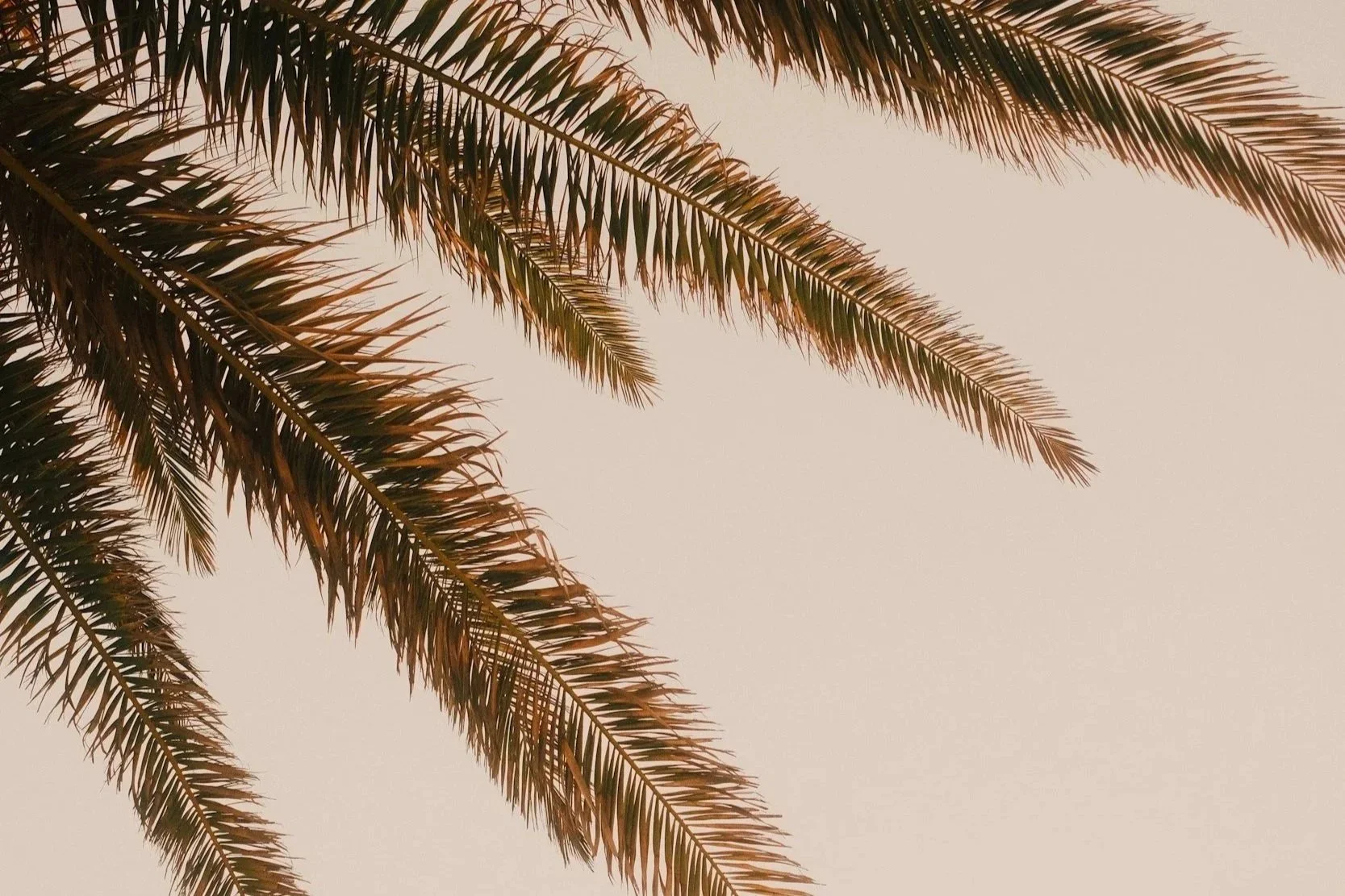 Close-up of palm tree fronds against a beige sky.
