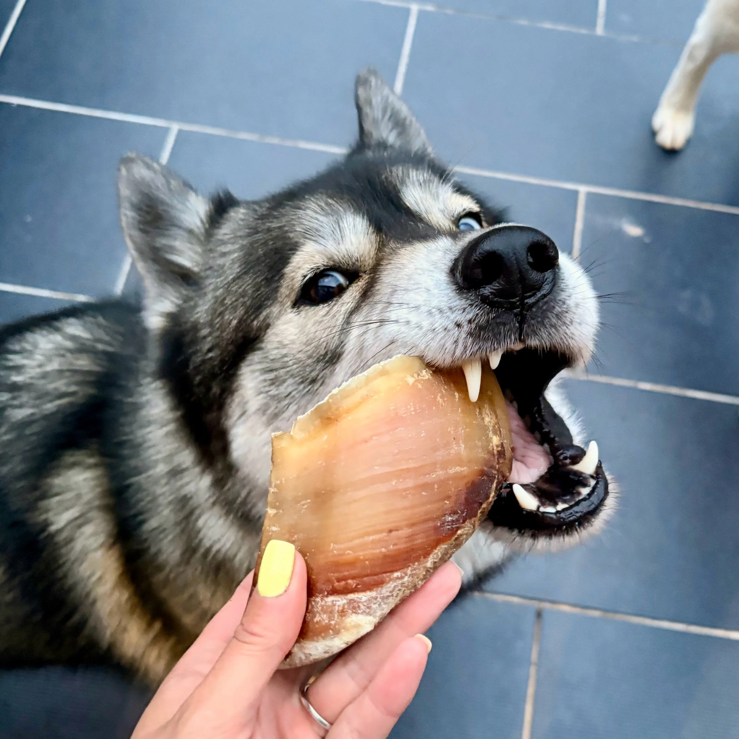 Sabot bœuf (gros)