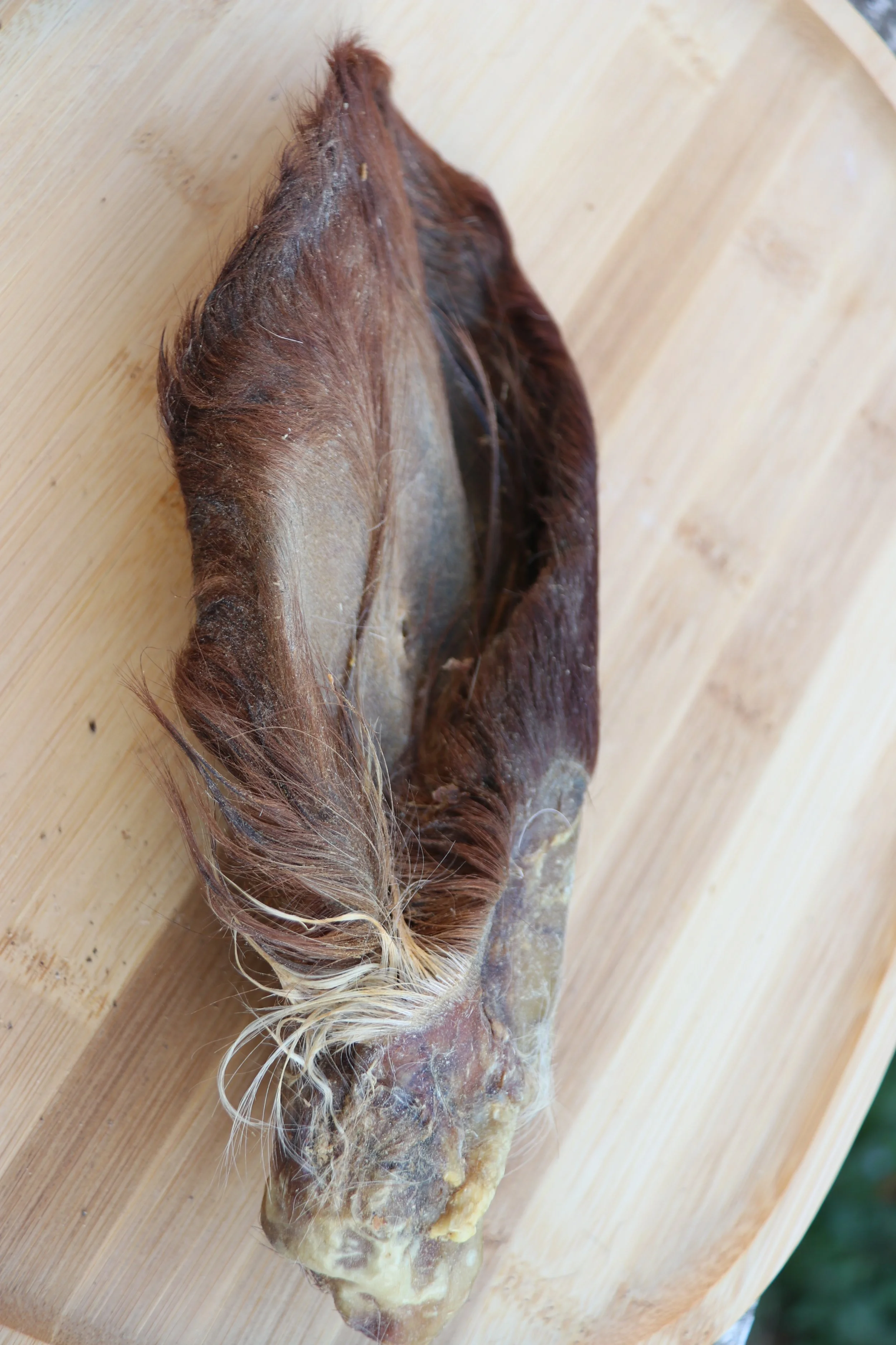 Oreille de Bœuf avec Poils