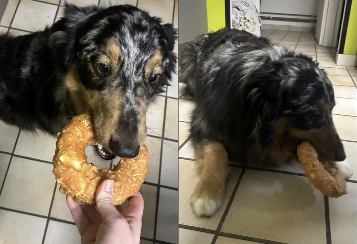 Deux chiens de race berger irlandais avec un pelage noir et marron, en train de manger des beignets.