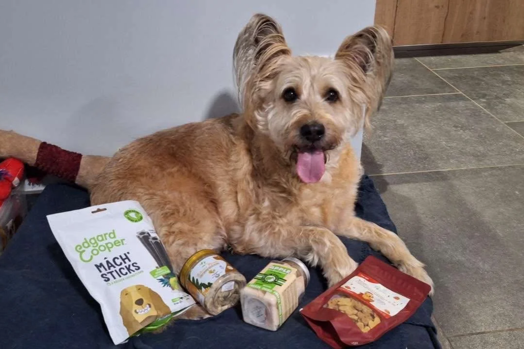 chien avec des produits pour animaux, assis sur une surface