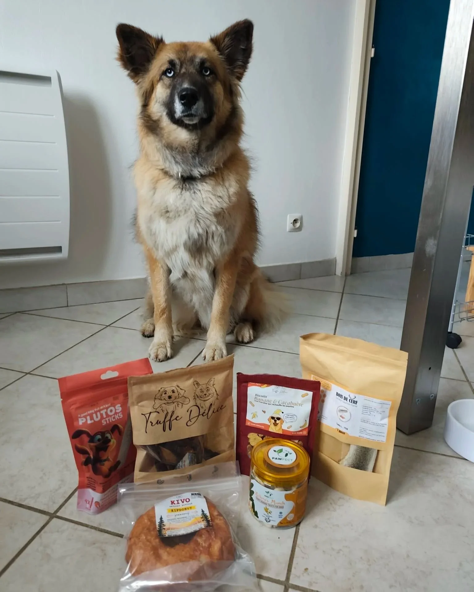 Un chien de race kelpie ou berger australien, assis sur le sol, entouré de plusieurs sacs et contenants de nourriture pour chien. L'image est prise à l'intérieur d'une maison avec carrelage au sol.