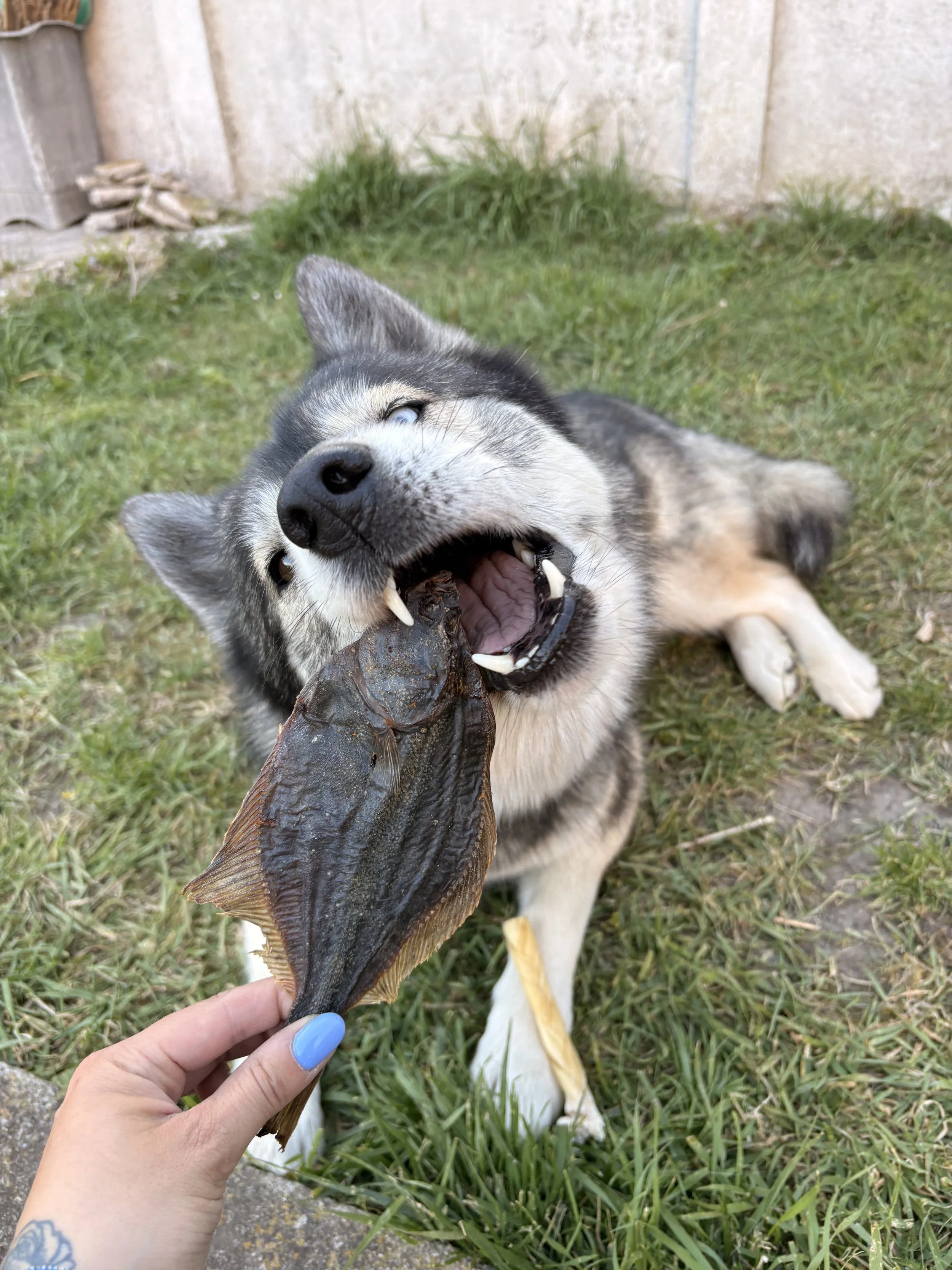 Plie Séchée Naturelle pour Chiens