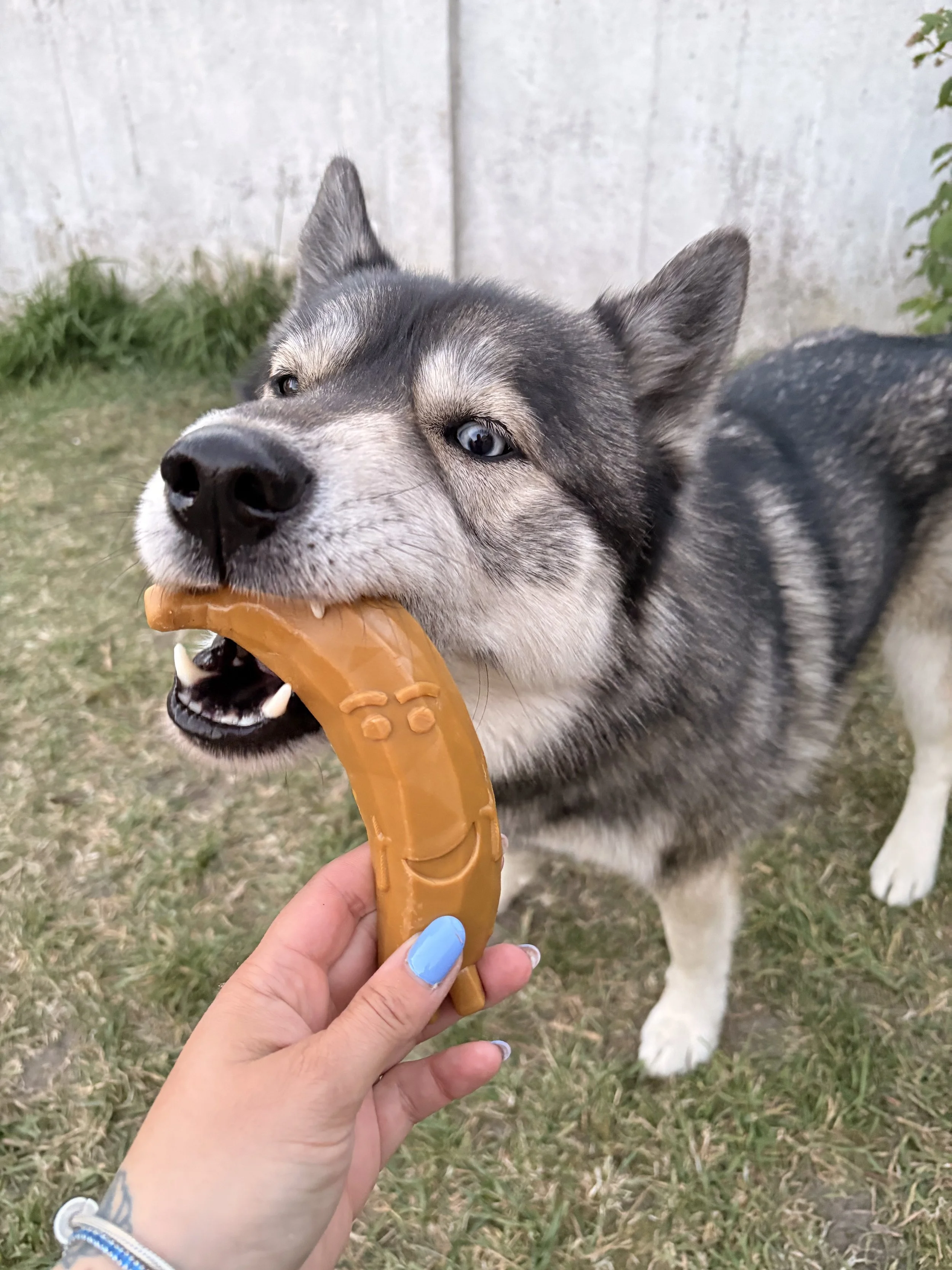 Un chien de race husky avec des yeux bleus mordant un jouet en plastique en forme de os dans une cour en plein air.