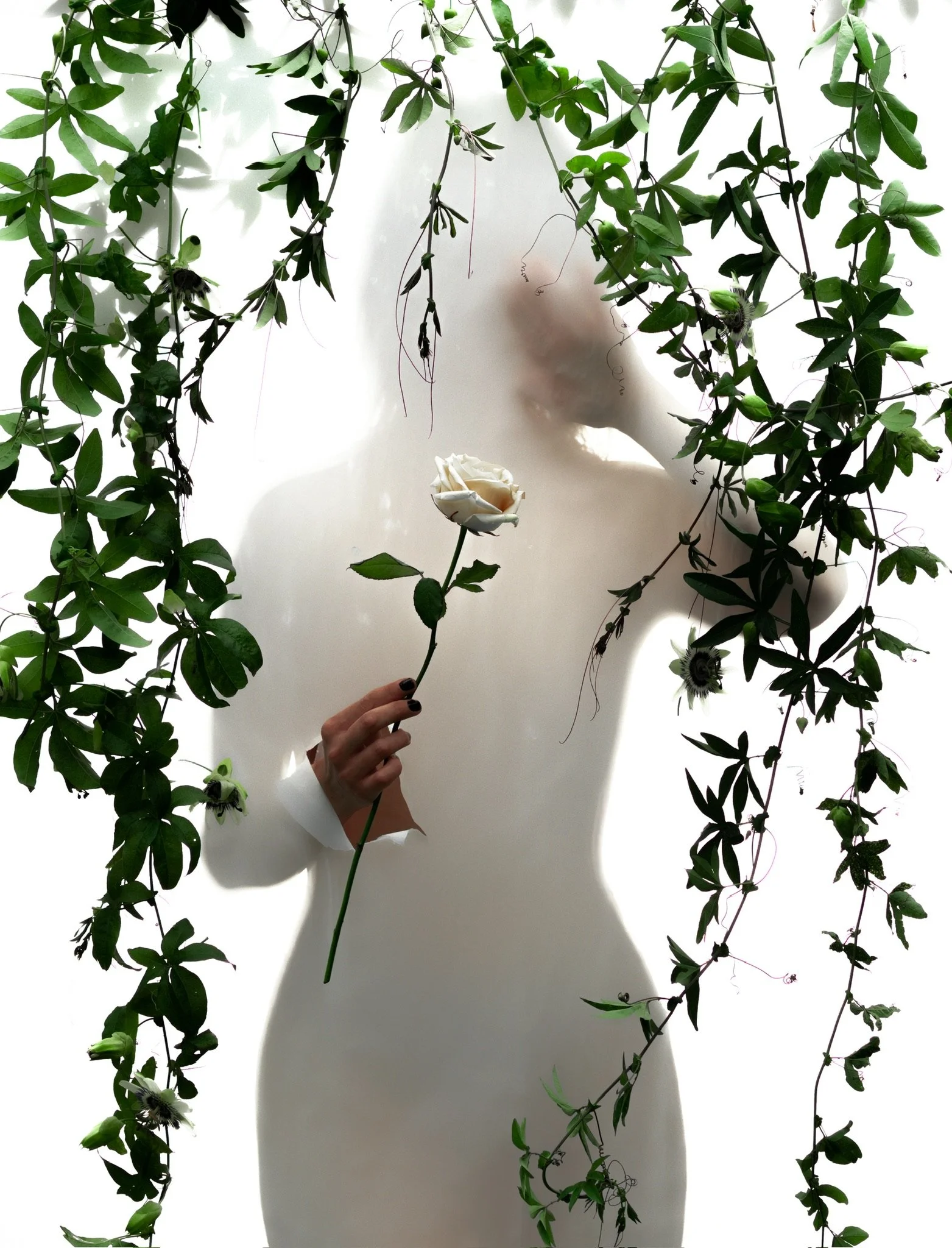 Photoshoot styling flowers backdrop white rose set design concept.JPG