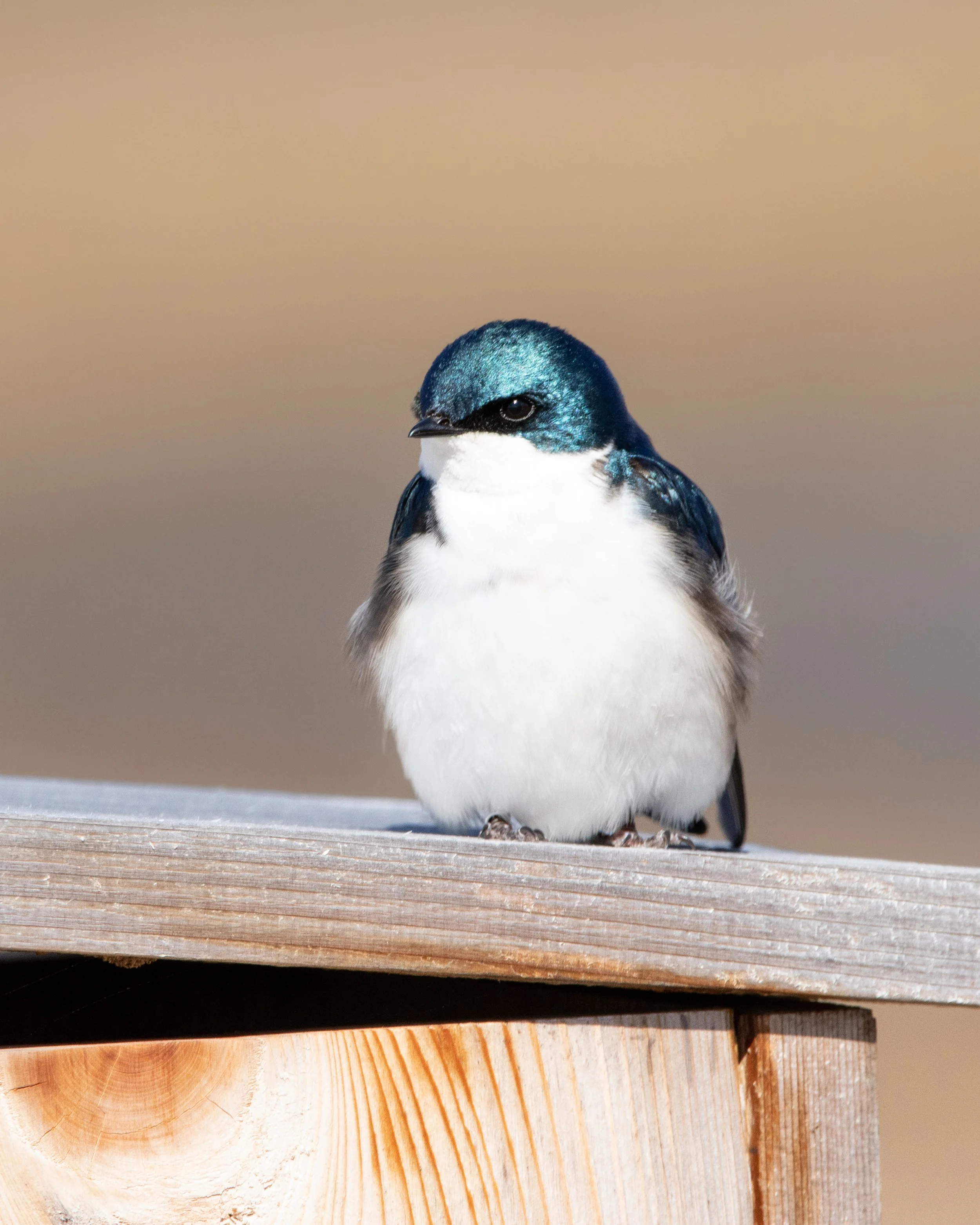 A small bird with blue and white feathers perched on a wooden surface against a blurred background.