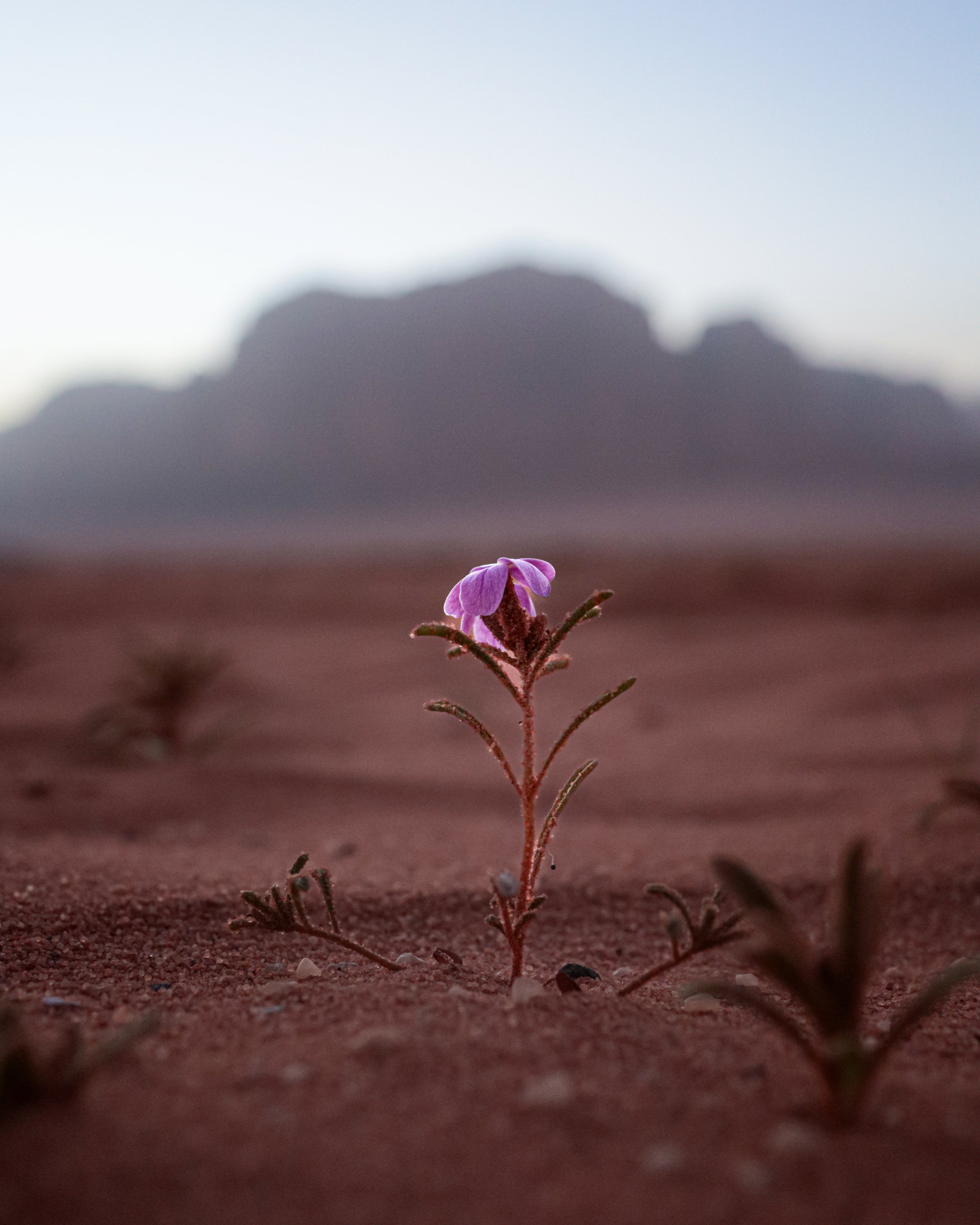 A small pink flower with green leaves growing in sandy terrain with blurred background and a mountain in the distance.