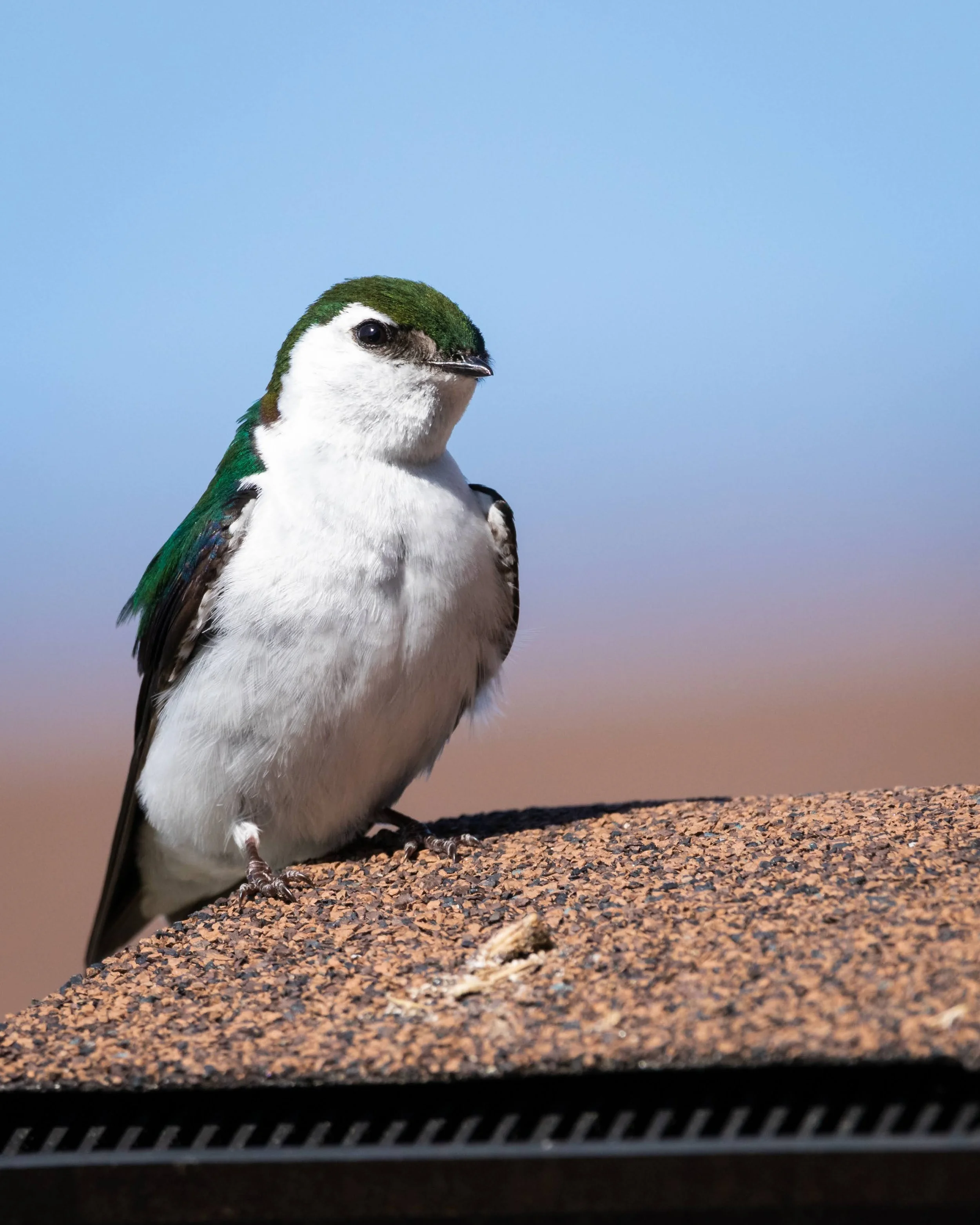 Close-up of a small bird with green and white feathers perched on a textured surface against a clear blue sky.
