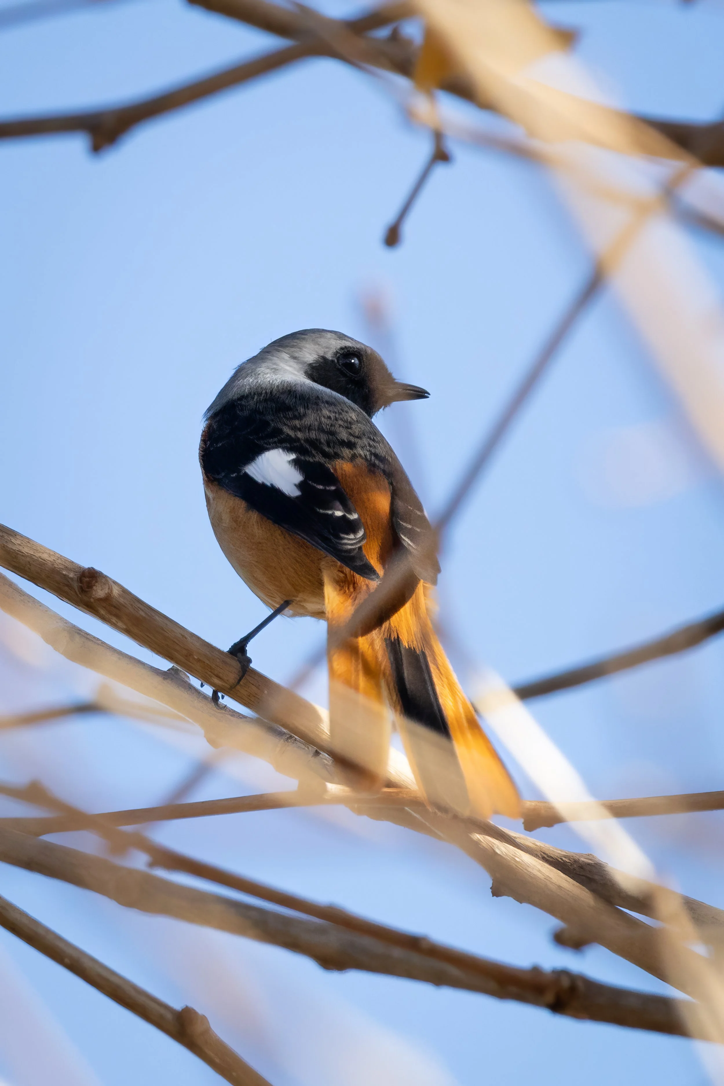 A bird with black, white, and orange plumage perched on a tree branch against a clear blue sky