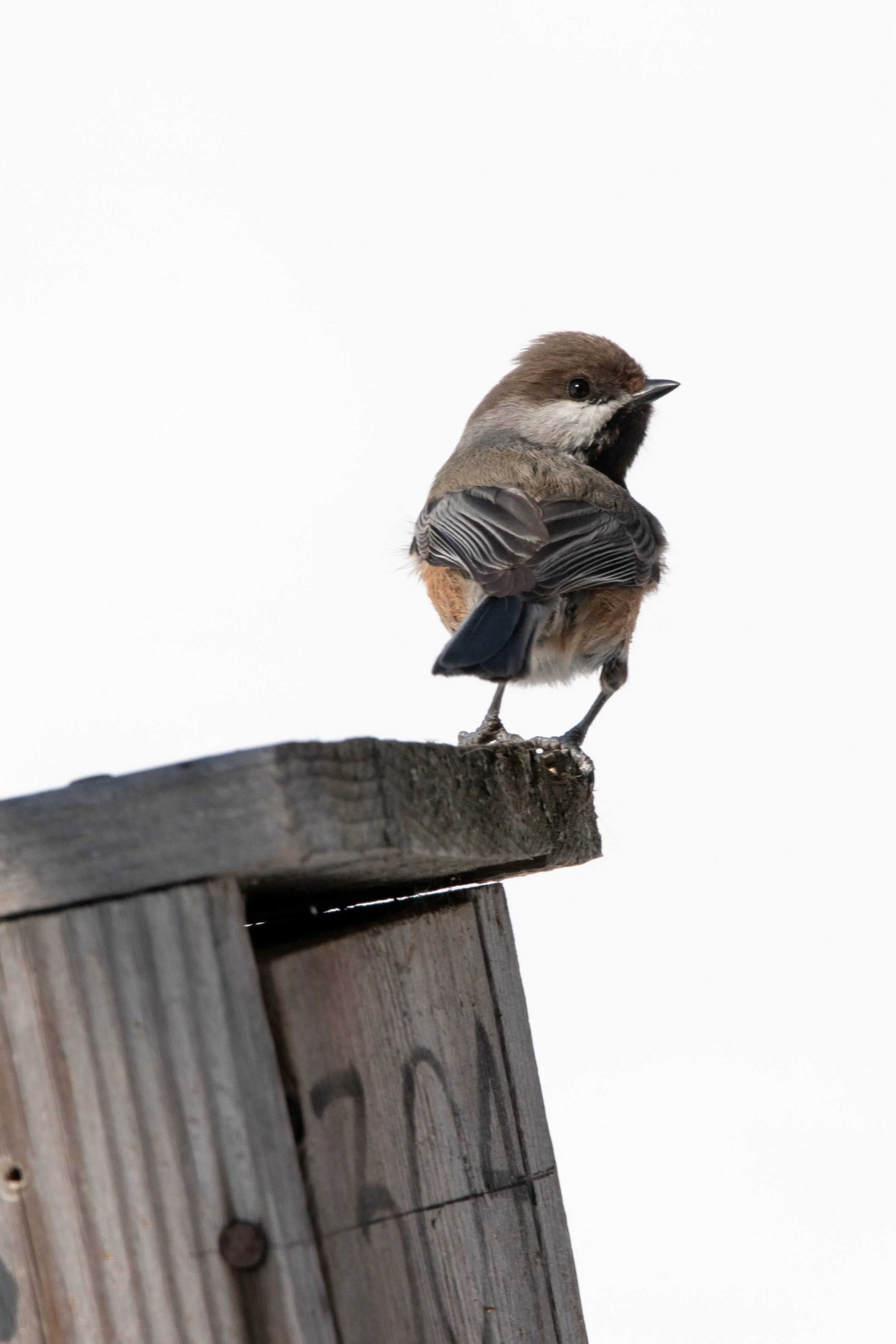 A small bird perched on the edge of a wooden structure against a plain white background.