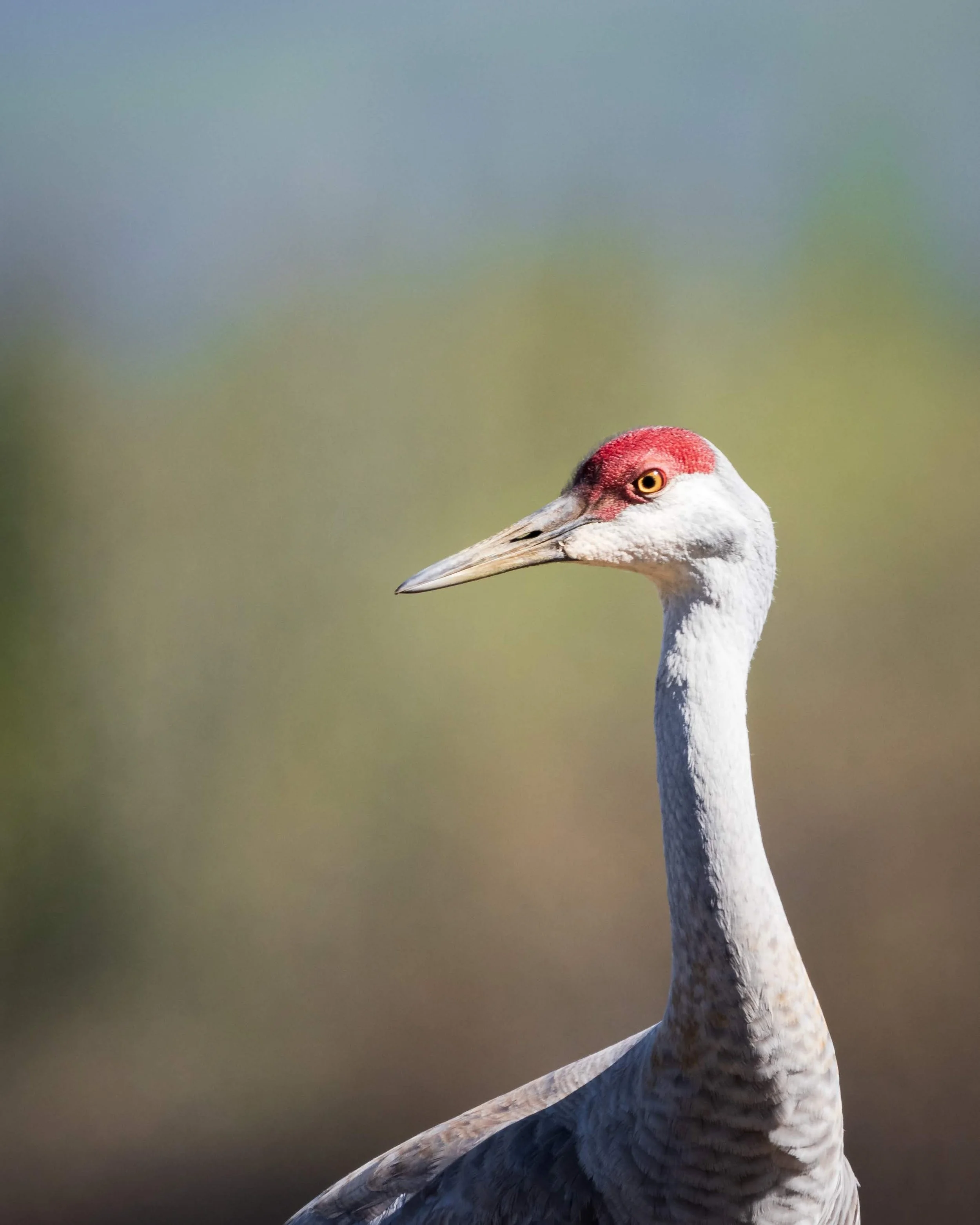A close-up image of a crane with a long neck, white and grey feathers, and a red crown on its head, standing outdoors with blurry natural background.