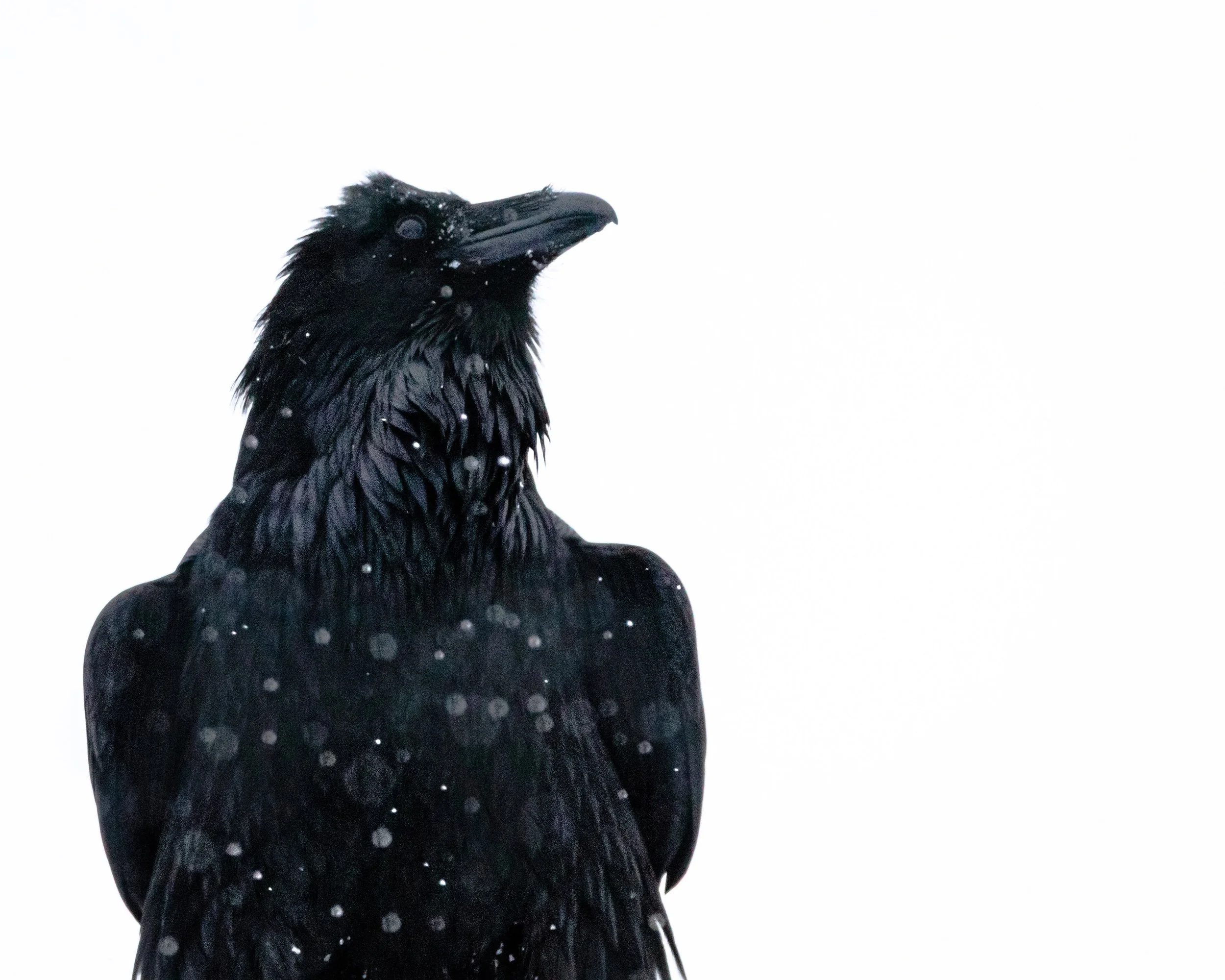 A black bird, possibly a crow or raven, is perched against a stark white background, with snowflakes on its feathers and in the air.