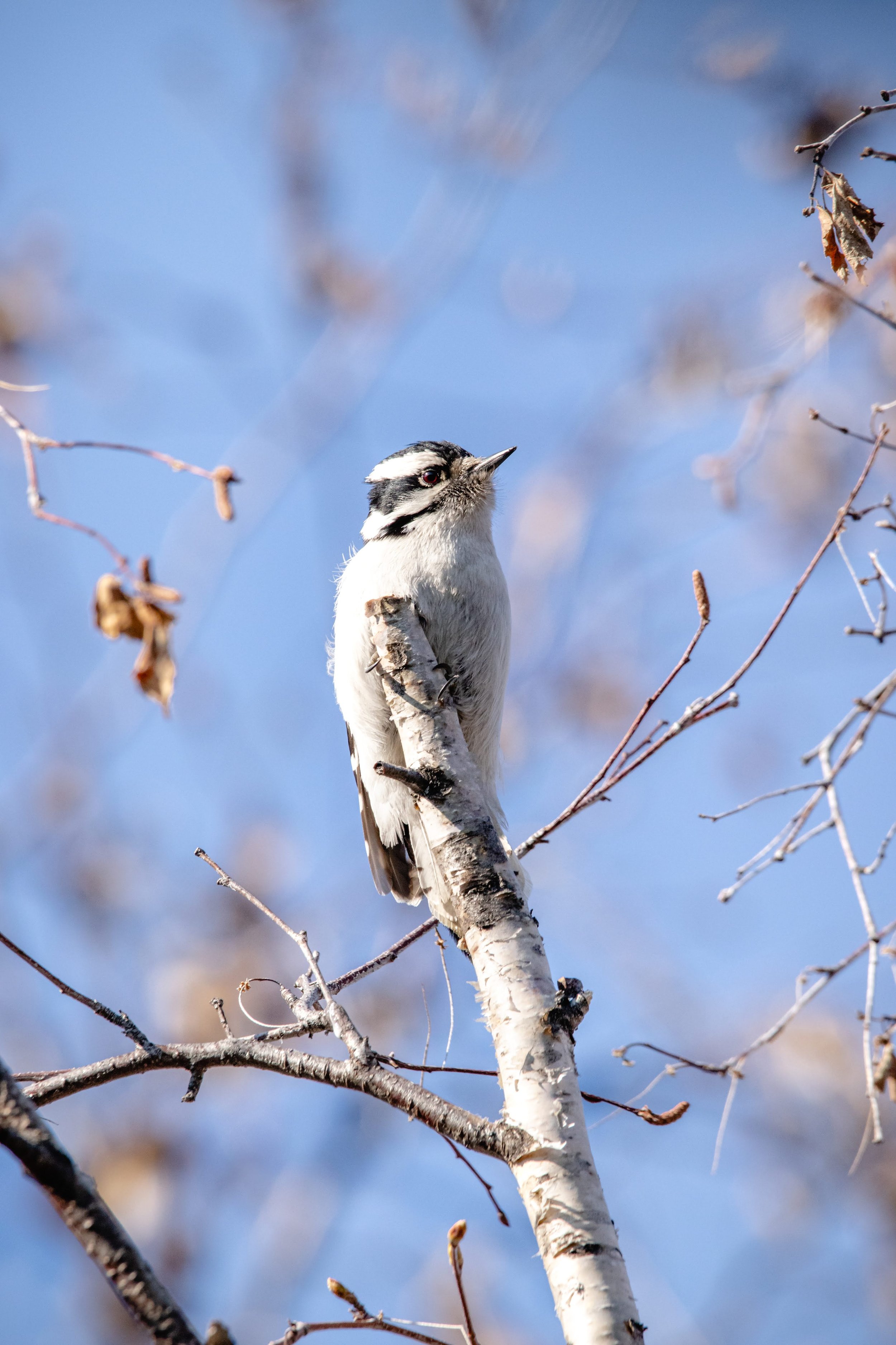 A black and white woodpecker perched on a branch of a leafless tree against a clear blue sky.