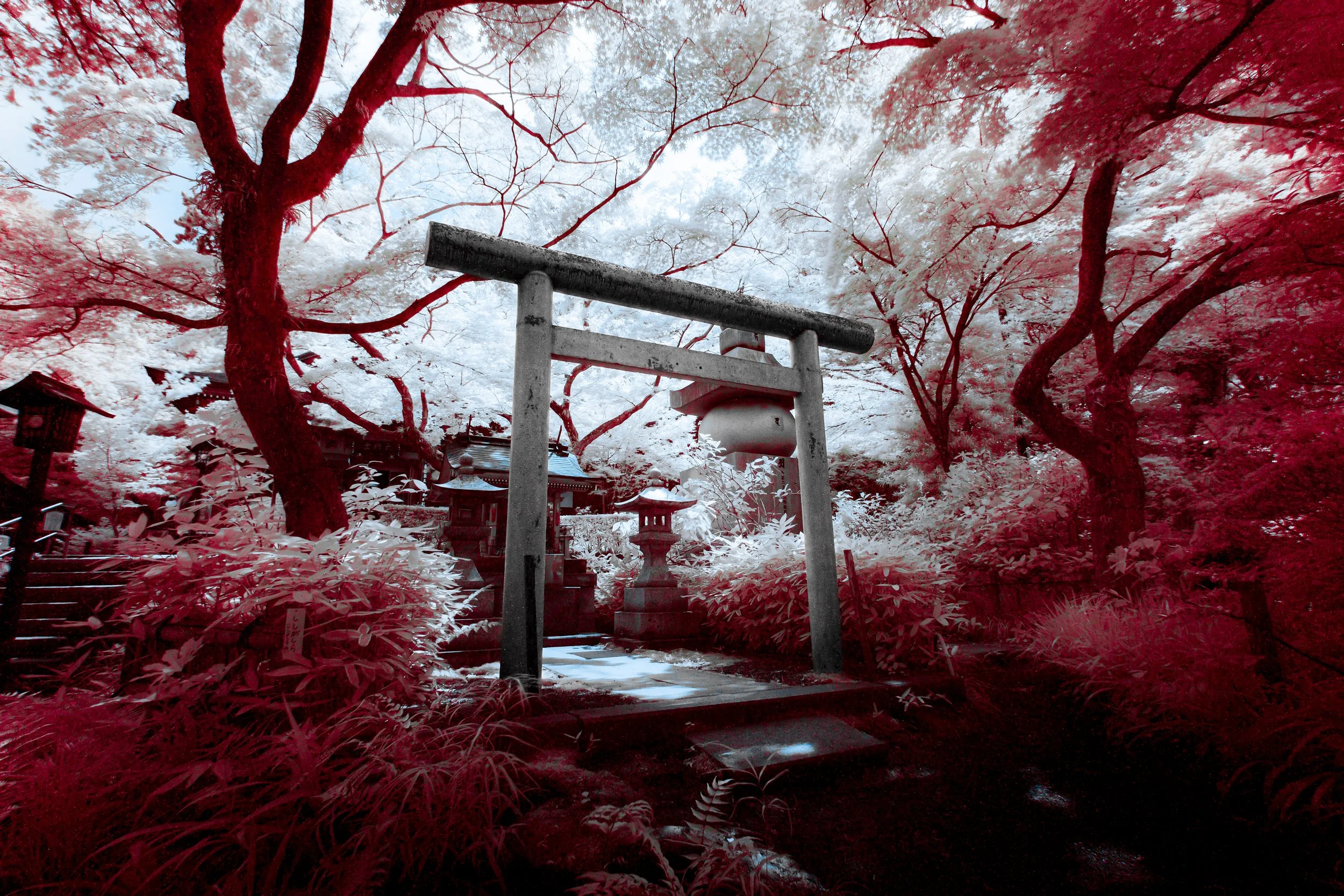 A Japanese torii gate in a garden with traditional lanterns, surrounded by trees and dense foliage, captured with red and white infrared filter.