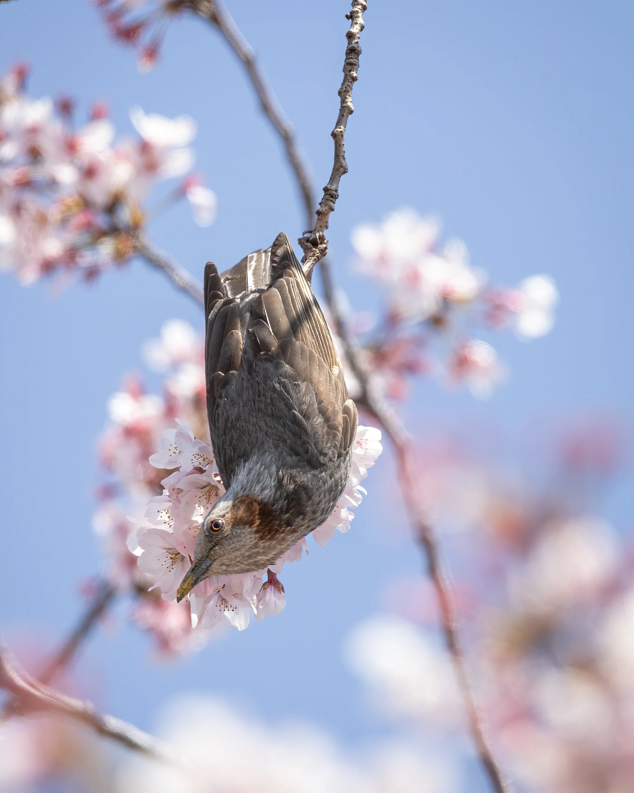 A bird perched upside down on a cherry blossom branch with pink flowers, set against a clear blue sky.